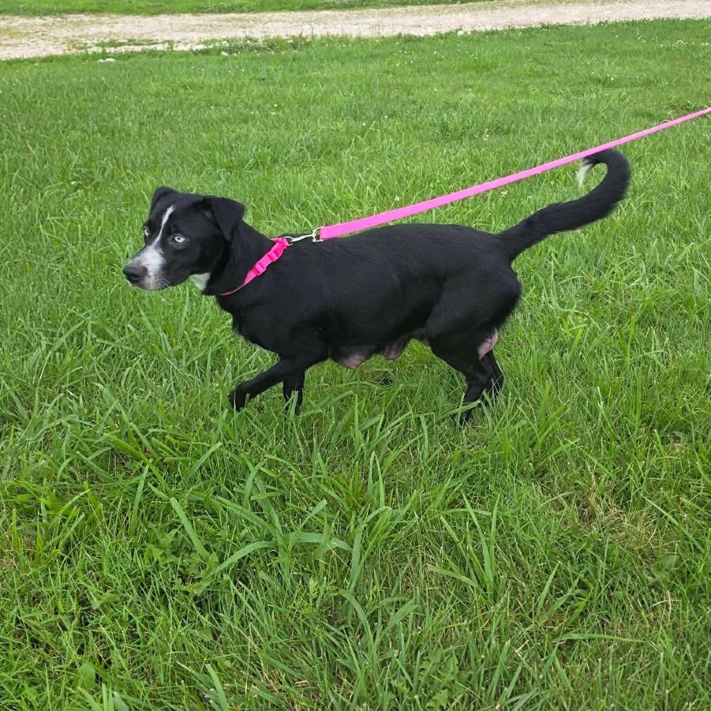 Roxie, a Adoptable Border Collie in Jackson, MO image 2/6