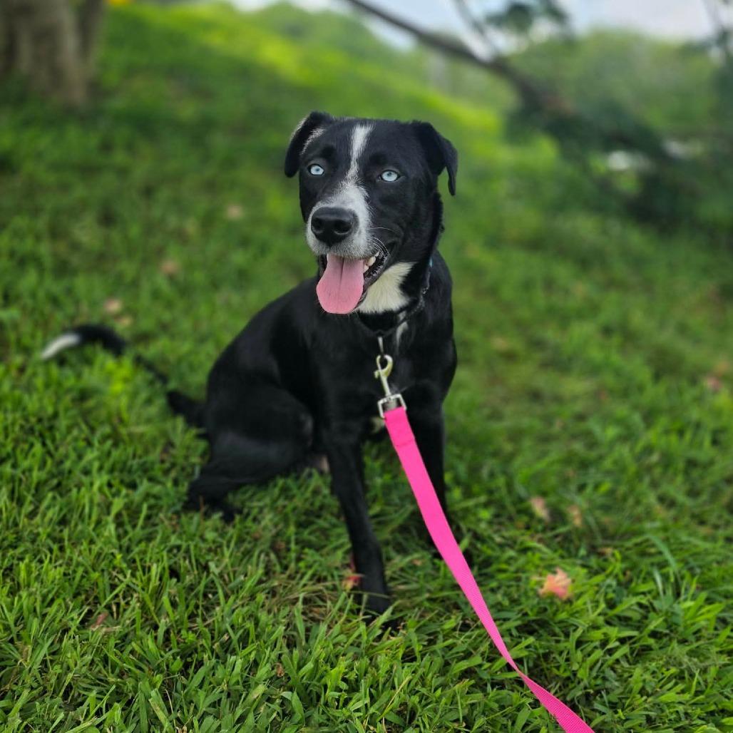 Roxie, a Adoptable Border Collie in Jackson, MO image 6/6