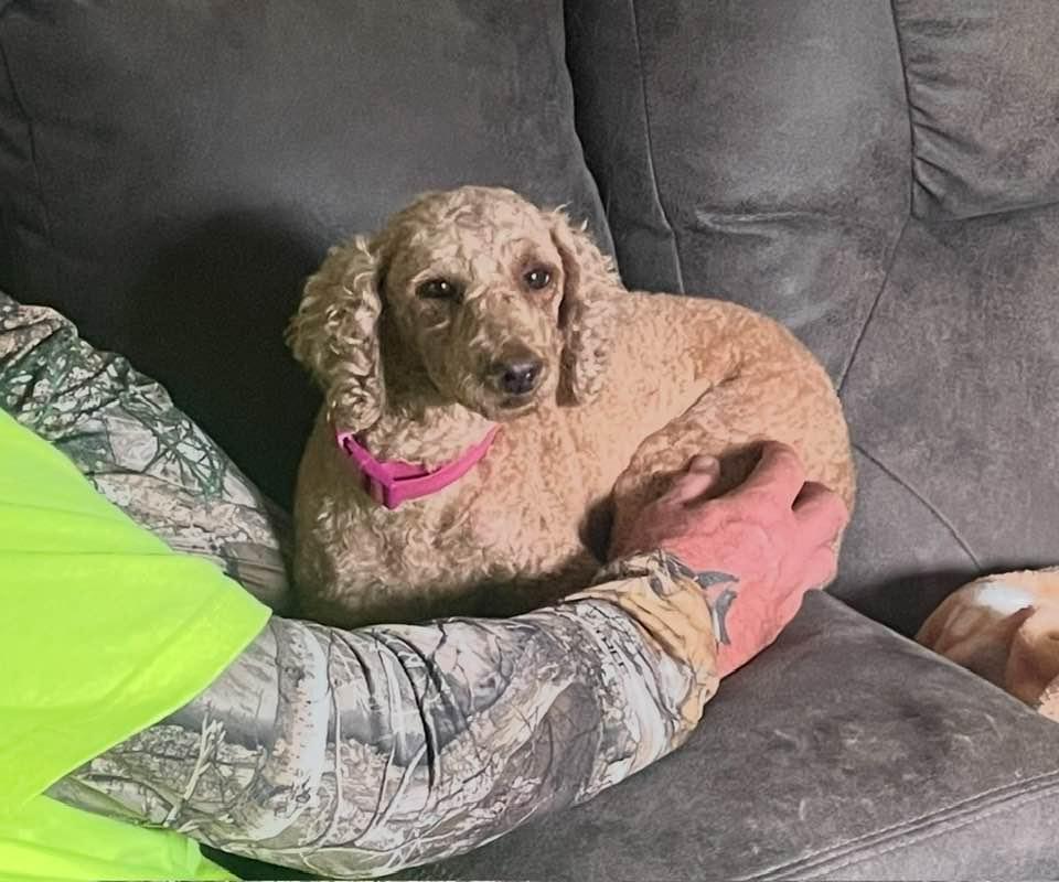 Bella, Adopted, Adult Female Poodle.