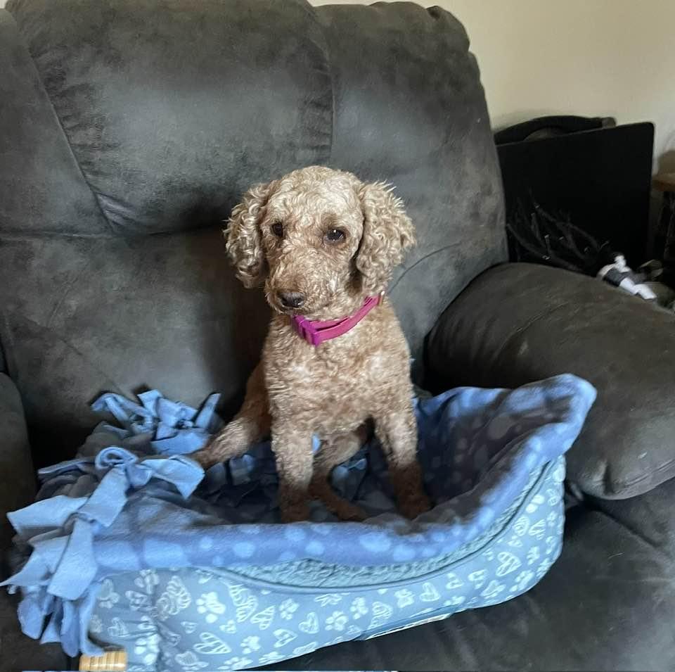 Bella, a Adopted Poodle in Lewistown, PA image 2/2