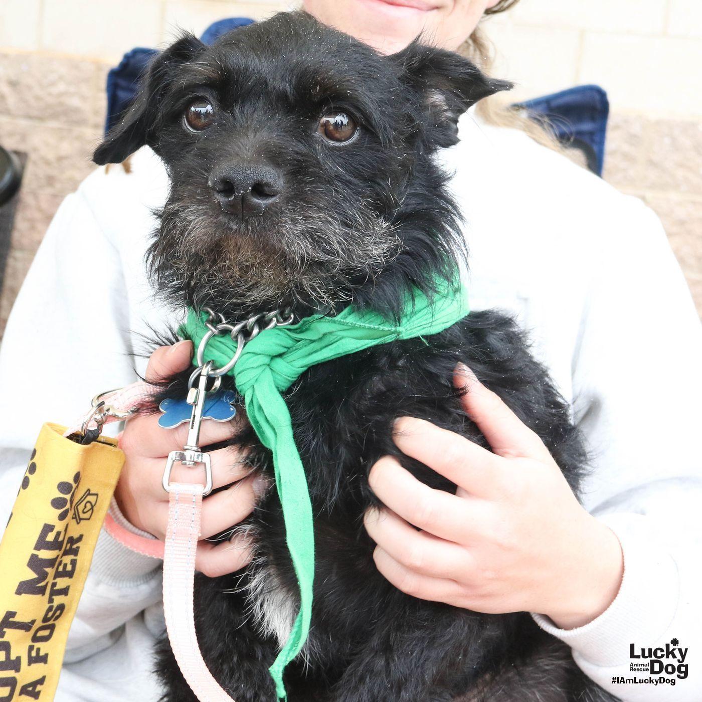 Liam, Adoptable, Young Male Schnauzer & Terrier.