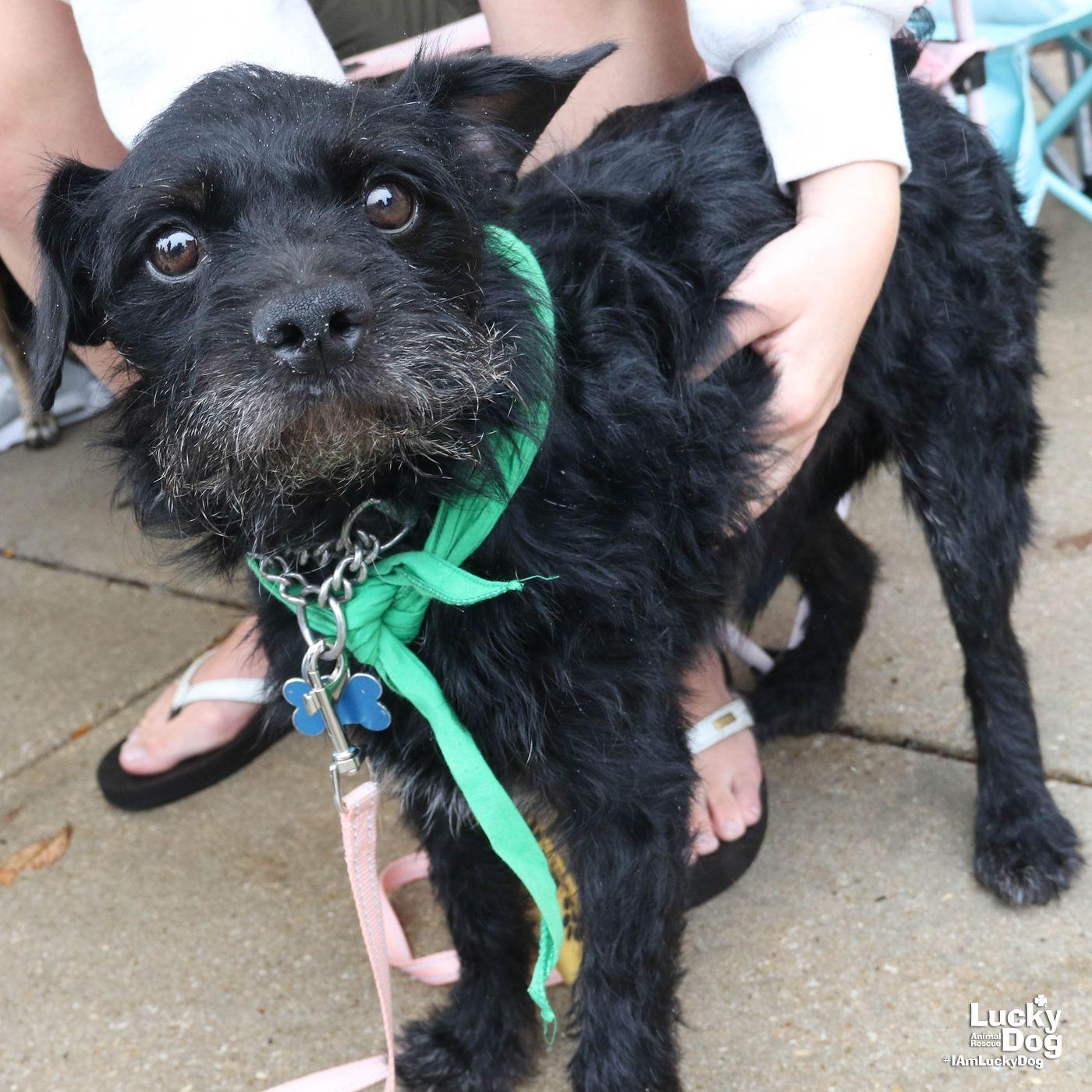 Enlarge Liam, a Adoptable mixed breed in Washington, DC image 2/3