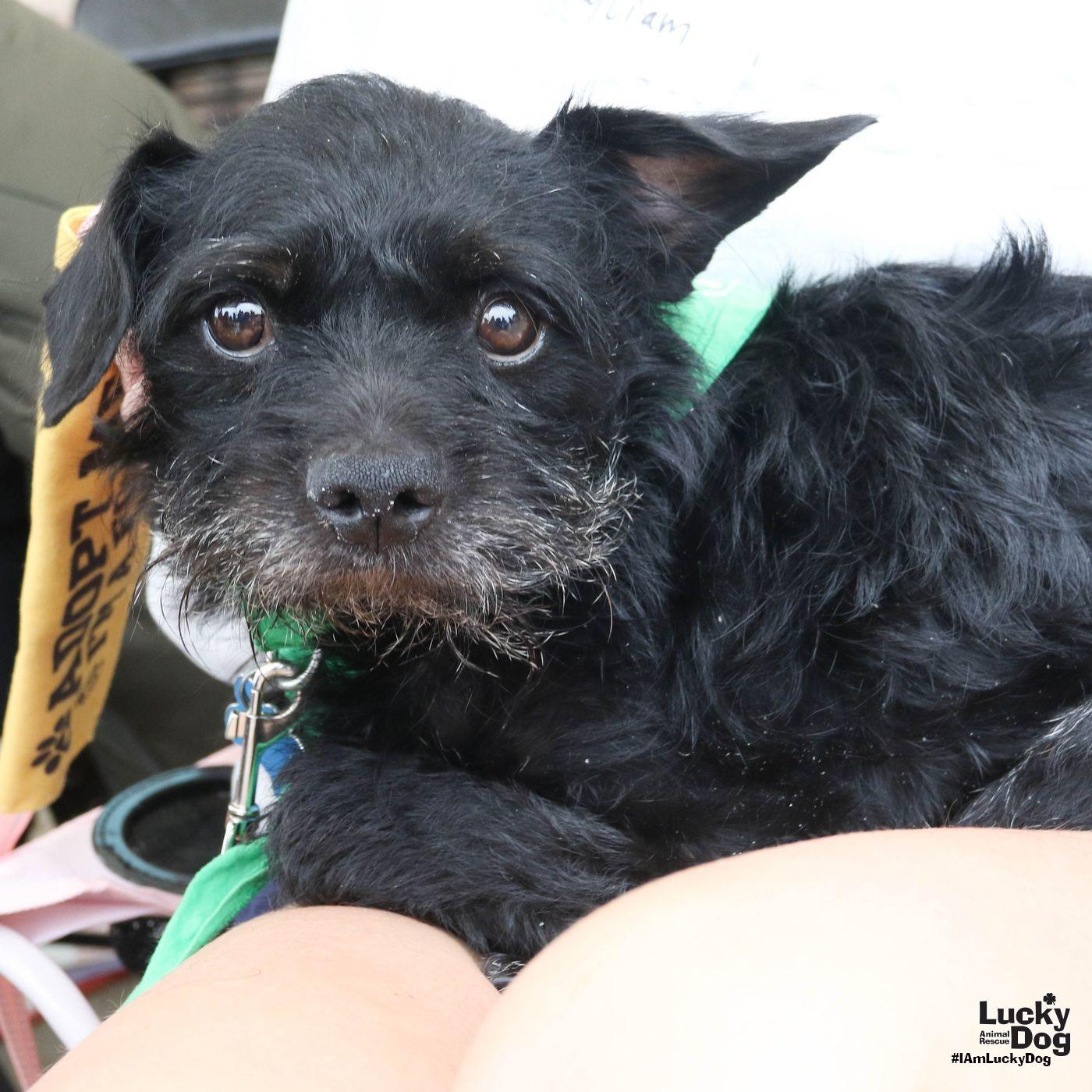 Enlarge Liam, a Adoptable mixed breed in Washington, DC image 3/3