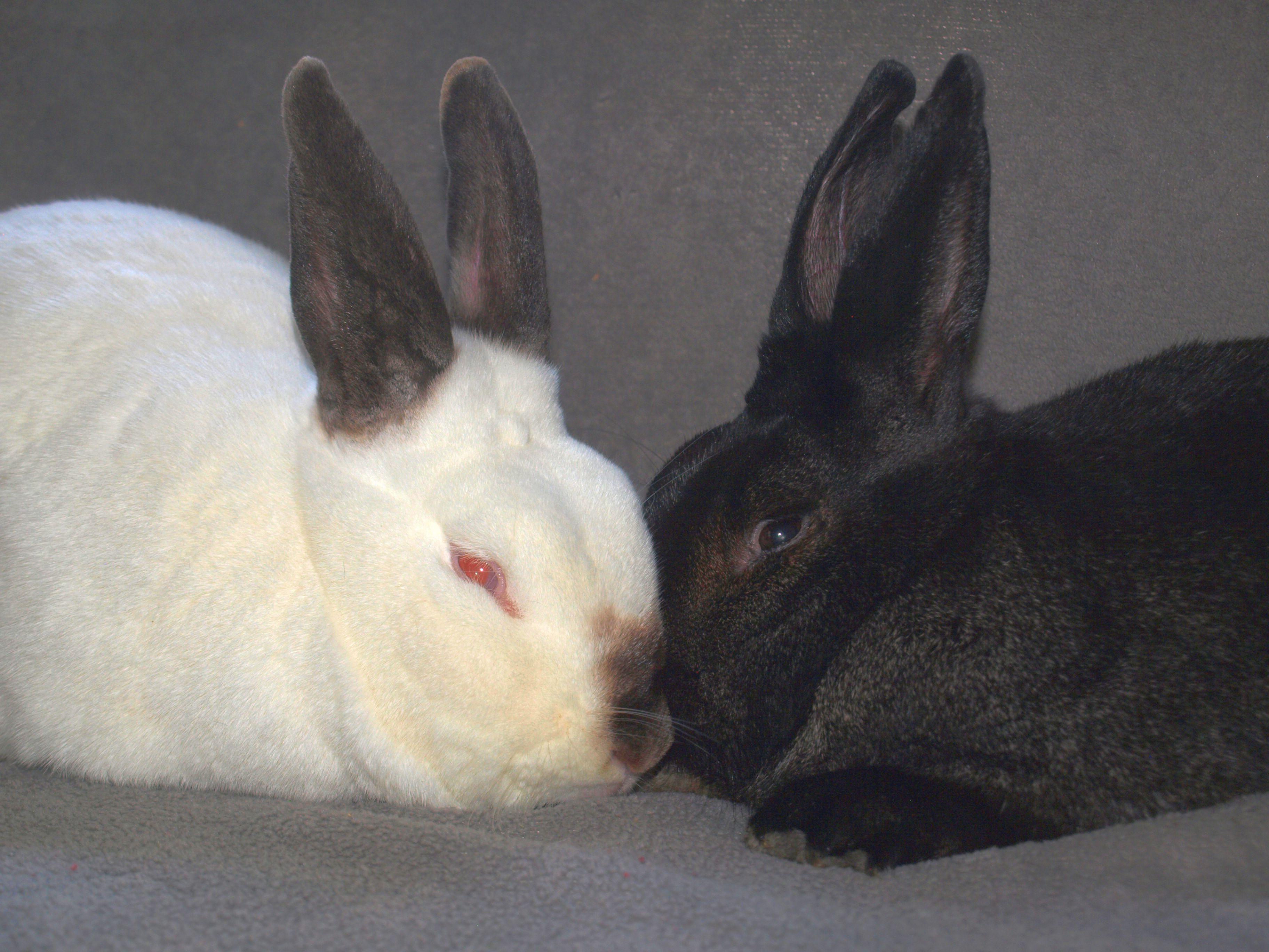 Fievel & Angus, Adoptable, Adult Male Californian & New Zealand.