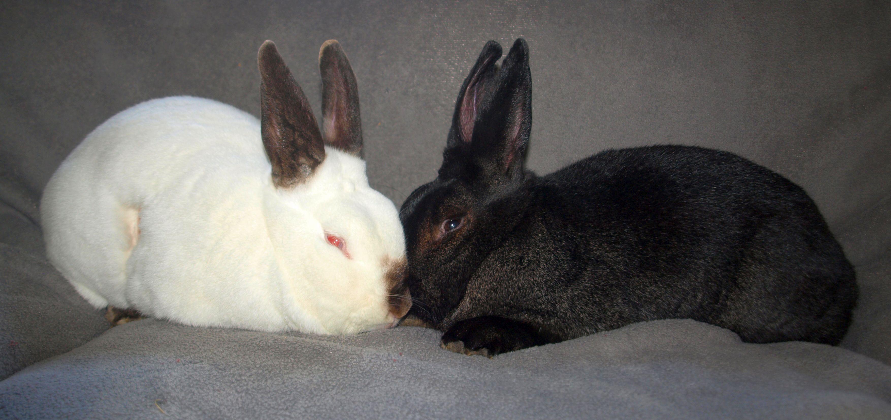 Fievel & Angus, a Adoptable mixed breed in Deerfield, WI image 2/6