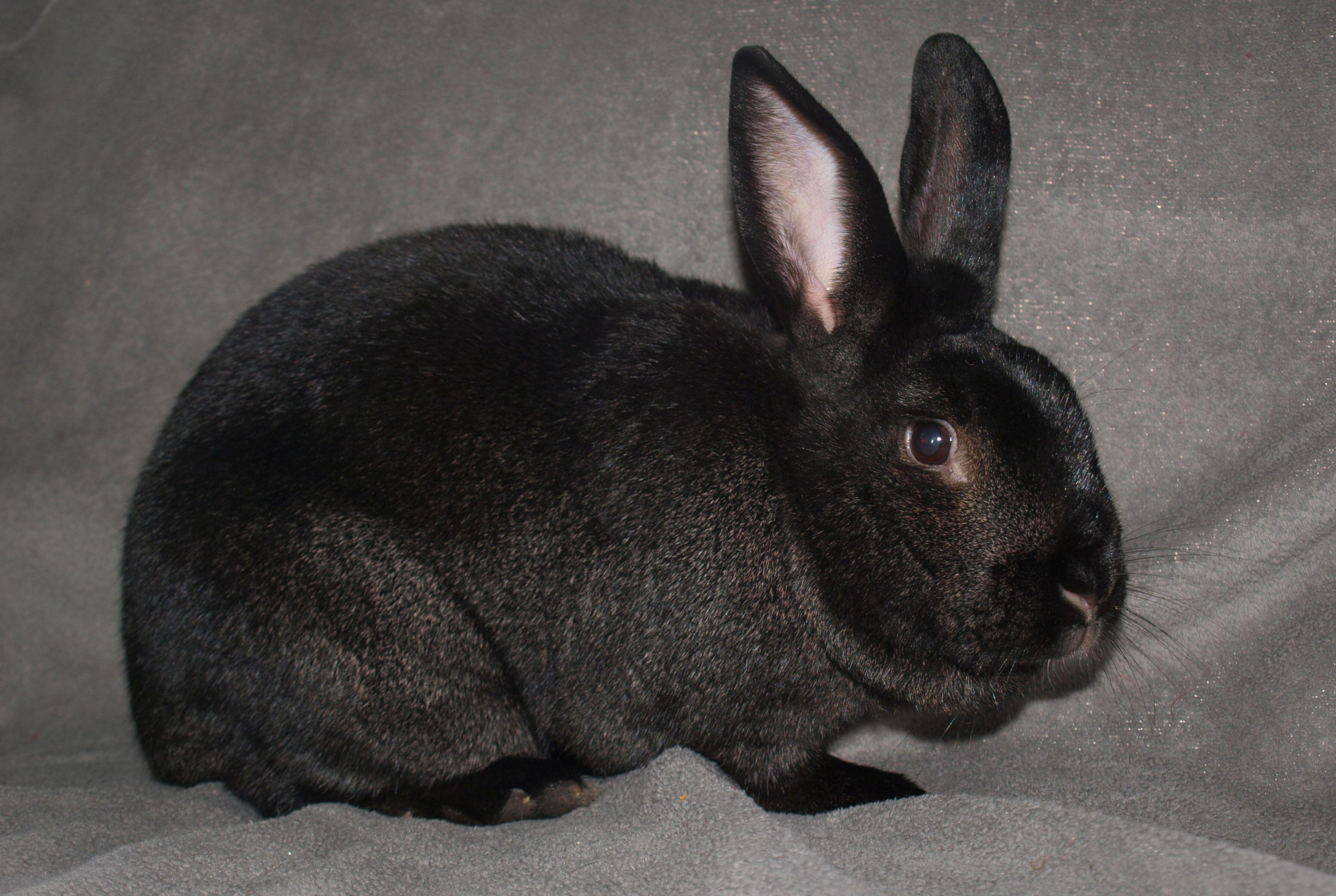 Fievel & Angus, a Adoptable mixed breed in Deerfield, WI image 3/6