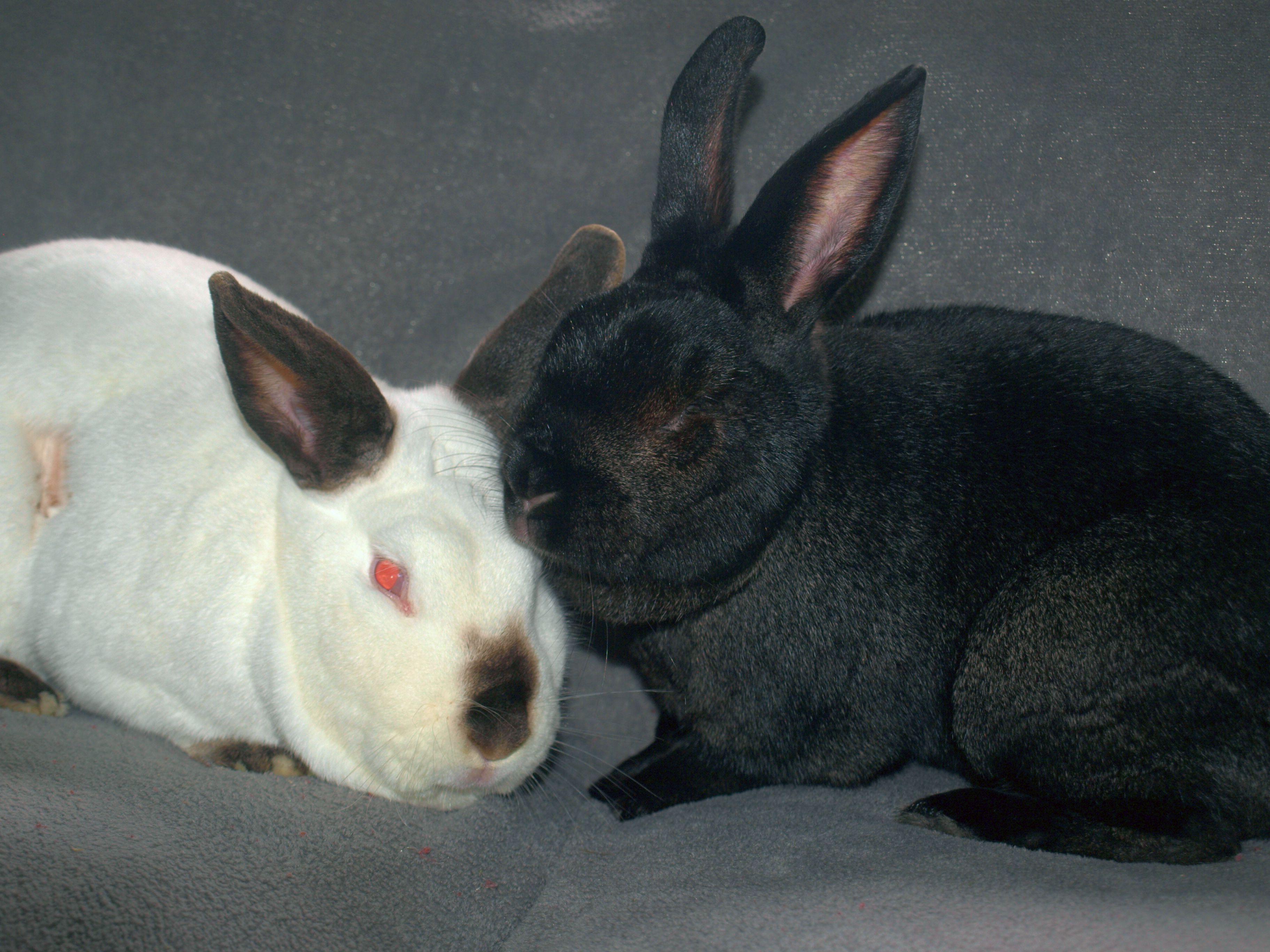 Fievel & Angus, a Adoptable mixed breed in Deerfield, WI image 4/6