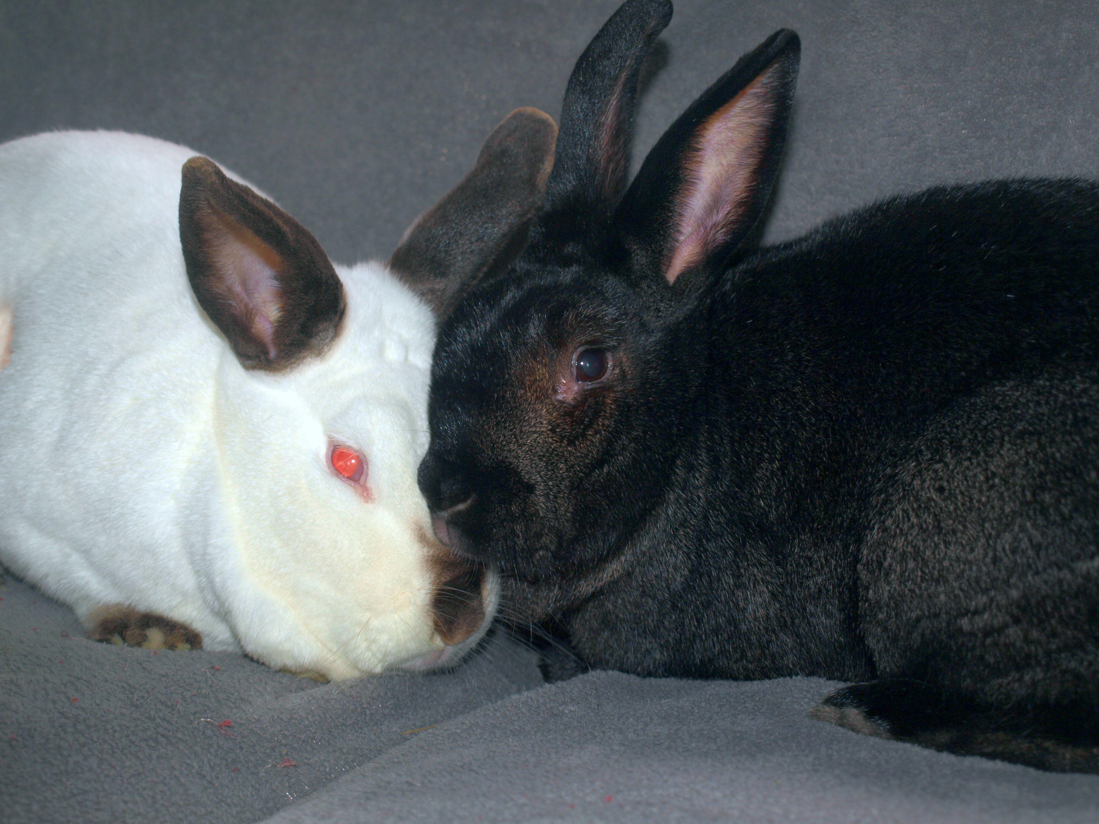 Fievel & Angus, a Adoptable mixed breed in Deerfield, WI image 5/6
