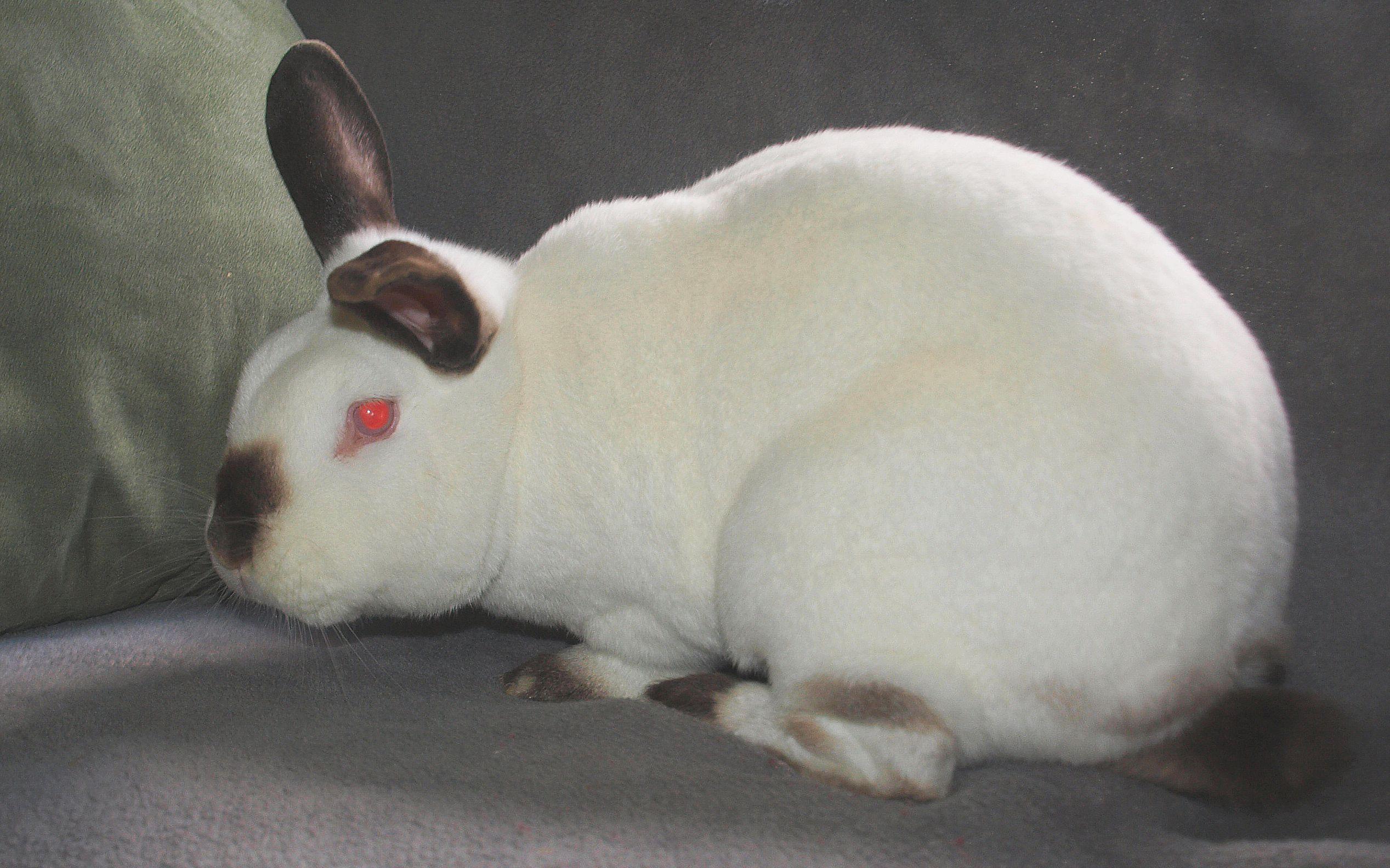 Fievel & Angus, a Adoptable mixed breed in Deerfield, WI image 6/6