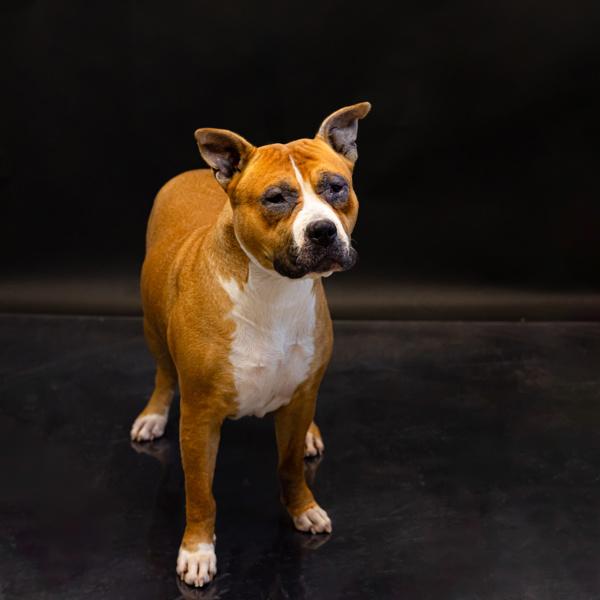 Enlarge In Foster - Dolly (c), a Adoptable mixed breed in Lawrenceville, GA image 2/3