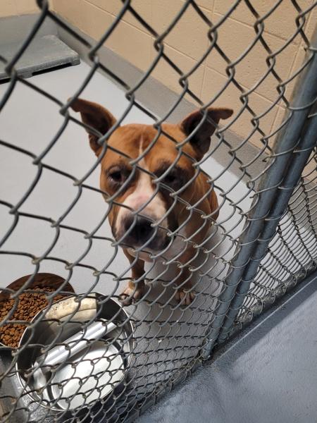 Dh 1c Dolly, a Adoptable mixed breed in Lawrenceville, GA image 2/3