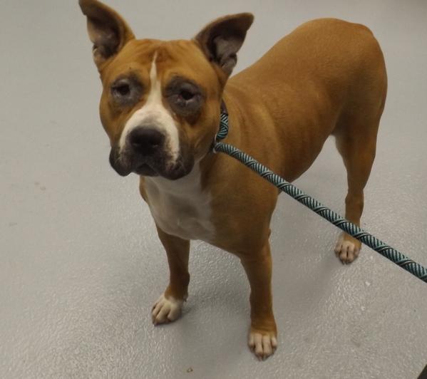 Enlarge In Foster - Dolly (c), a Adoptable mixed breed in Lawrenceville, GA image 3/3