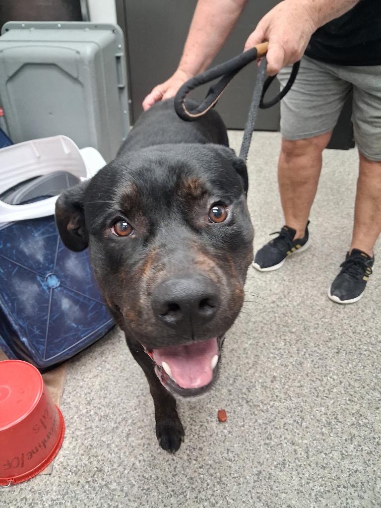 Enlarge Rock & Roll, a Adoptable Rottweiler in Van Wert, OH image 1/1