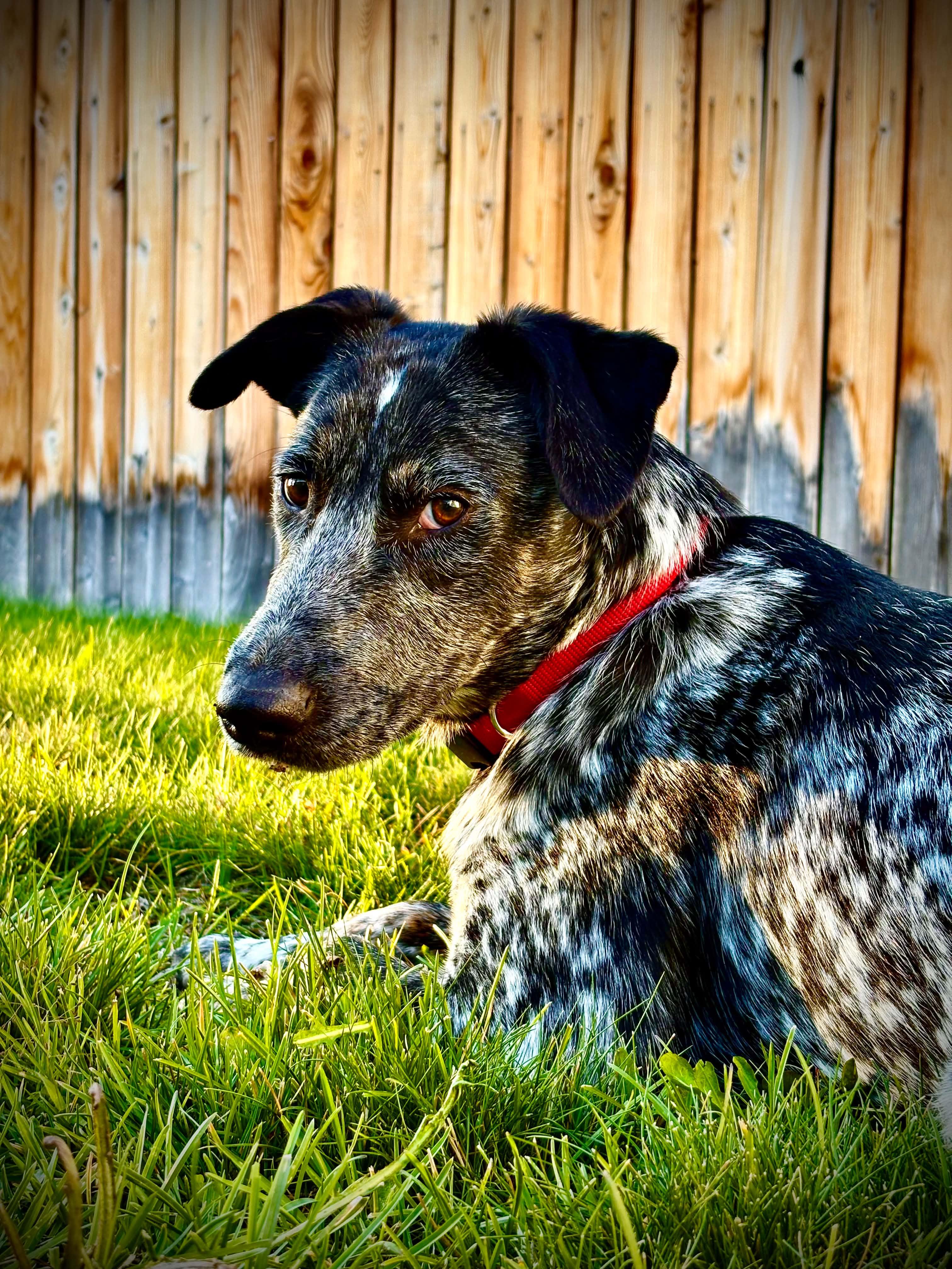 Enlarge Ruckus, a Adoptable mixed breed in Bend, OR image 2/5
