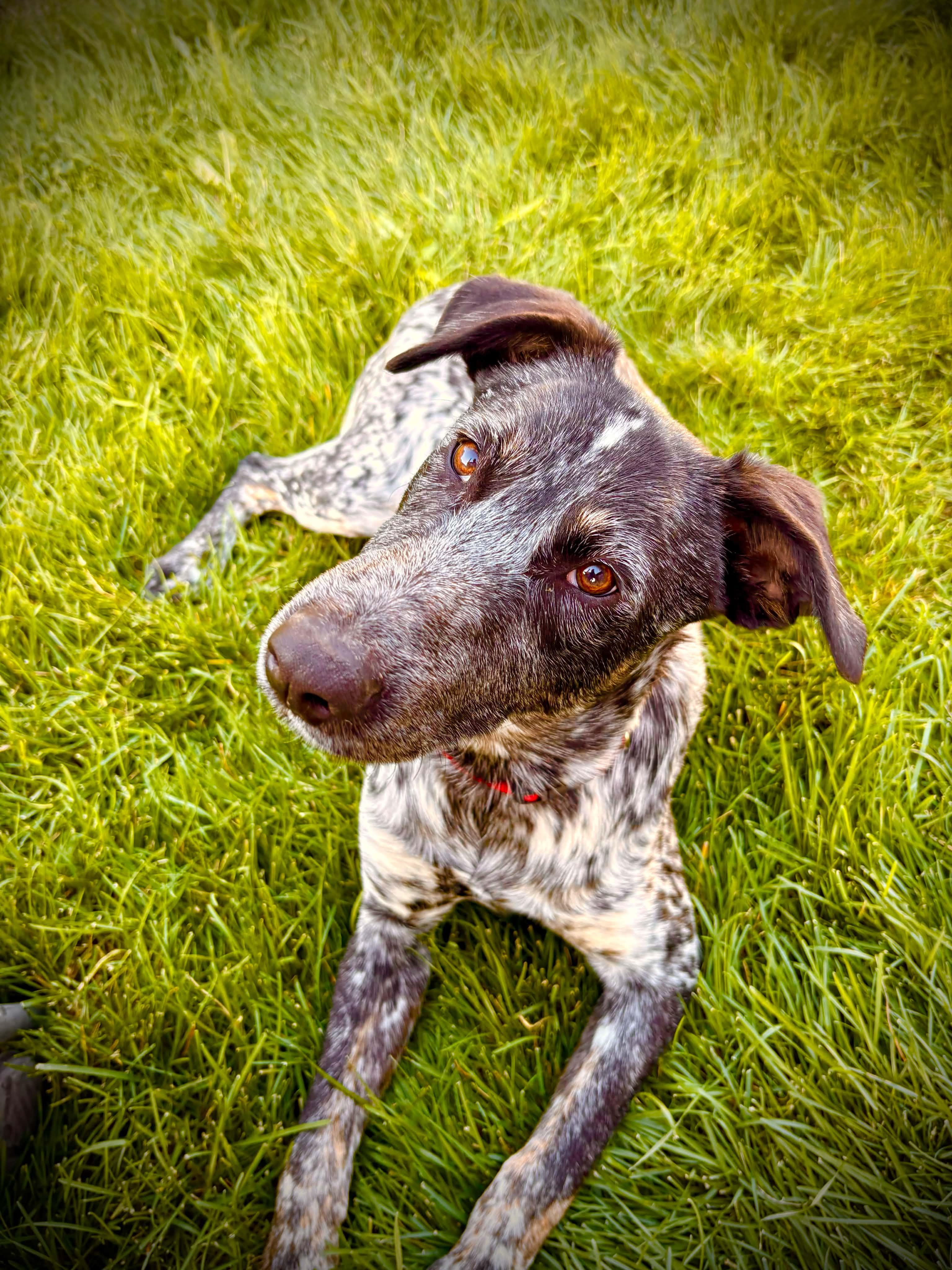 Enlarge Ruckus, a Adoptable mixed breed in Bend, OR image 5/5