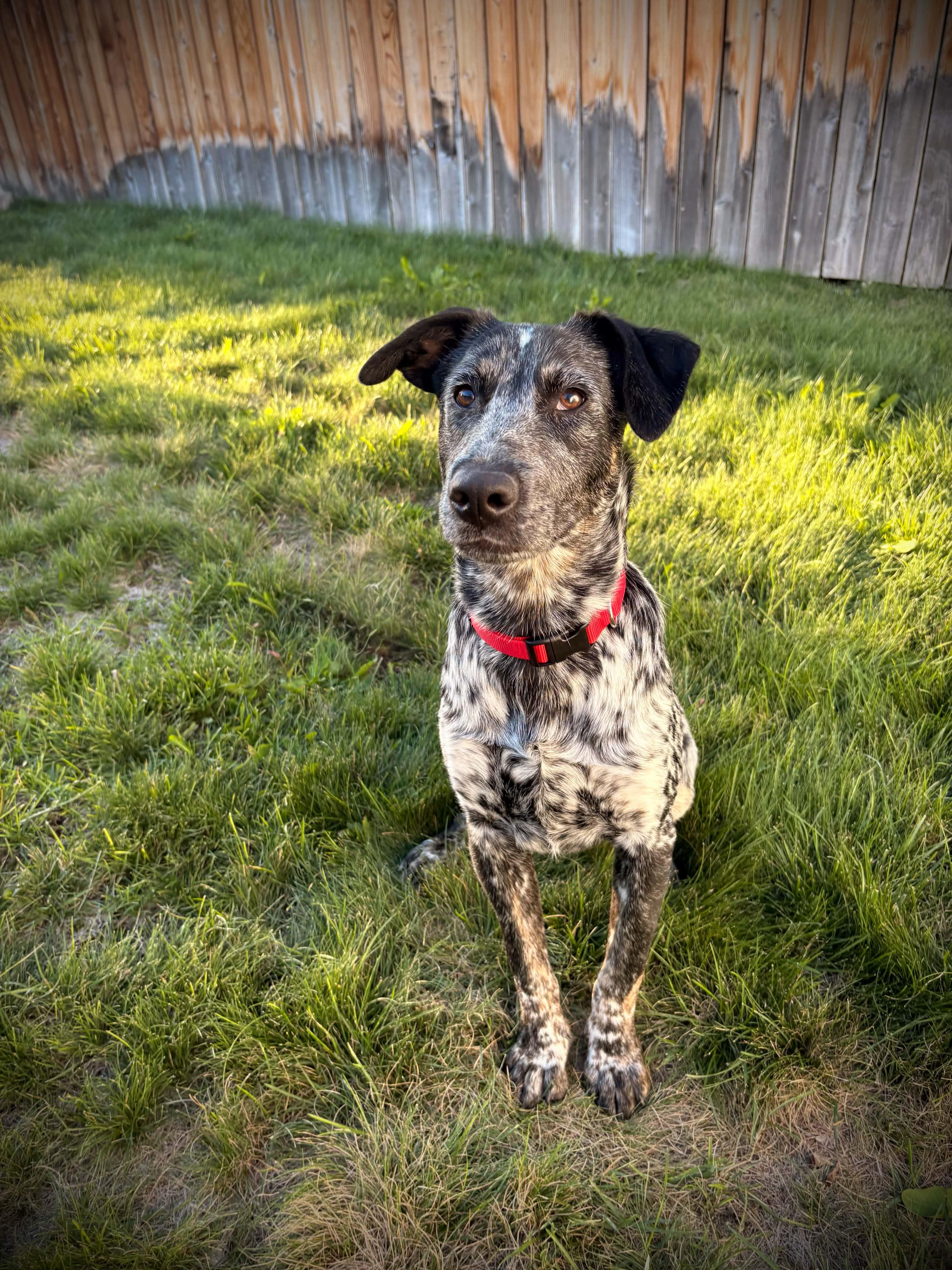 Enlarge Ruckus, a Adoptable mixed breed in Bend, OR image 3/5