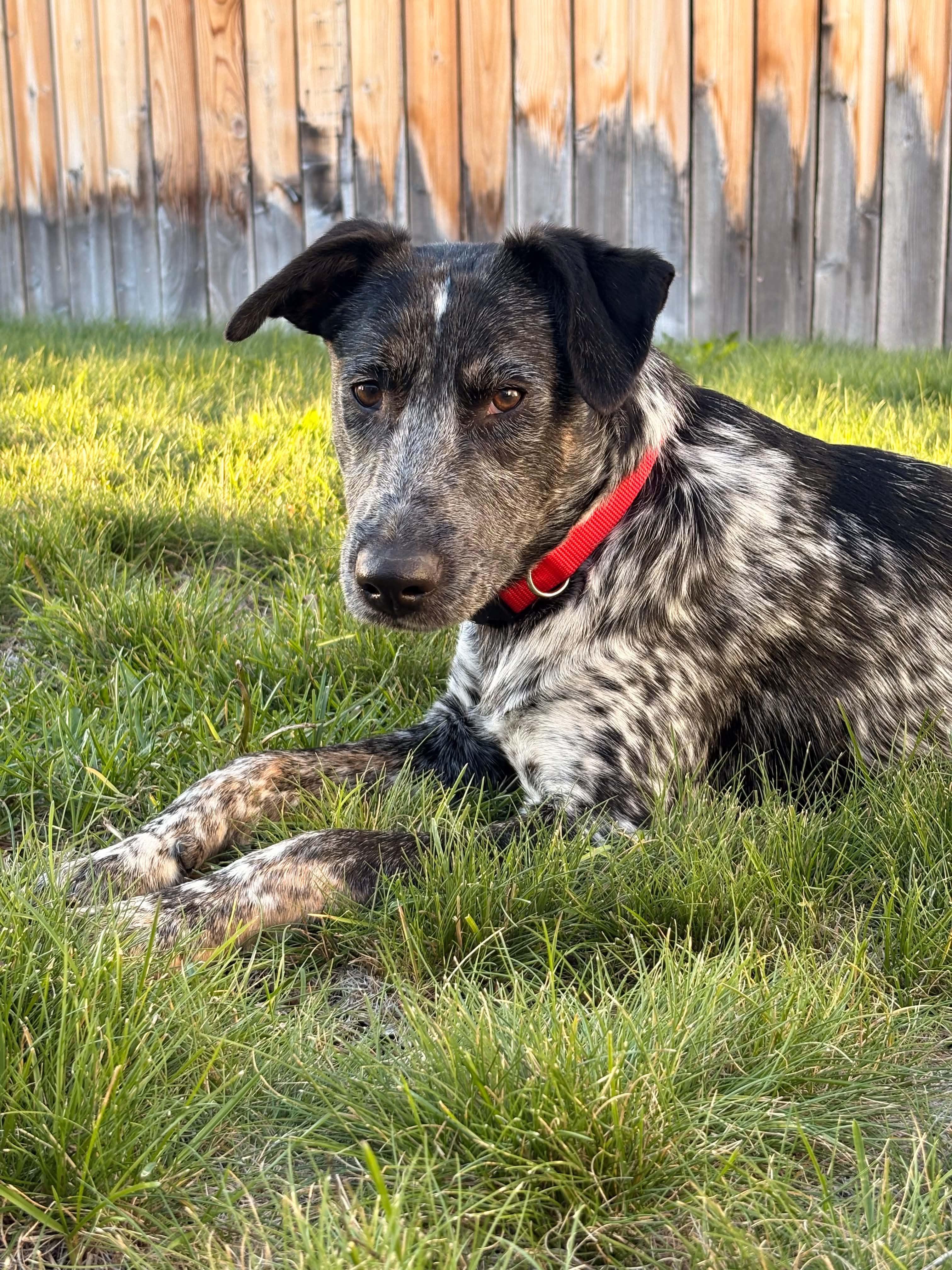 Enlarge Ruckus, a Adoptable mixed breed in Bend, OR image 1/5