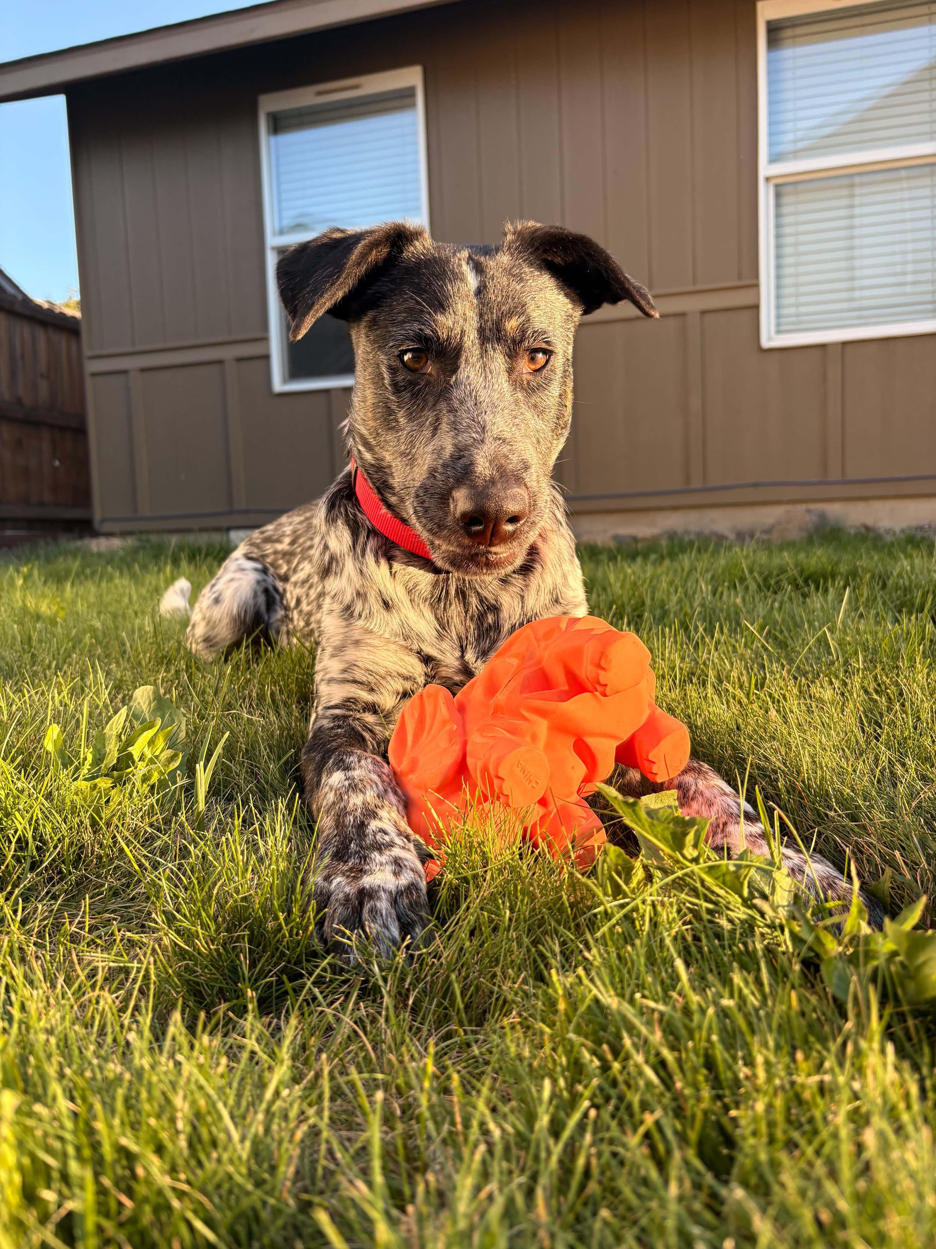 Enlarge Ruckus, a Adoptable mixed breed in Bend, OR image 4/5
