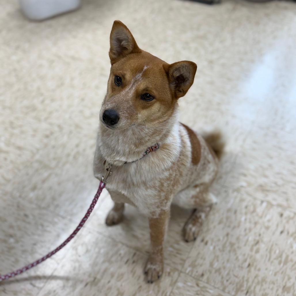 Enlarge Nora, a Adoptable mixed breed in Breese, IL image 1/6