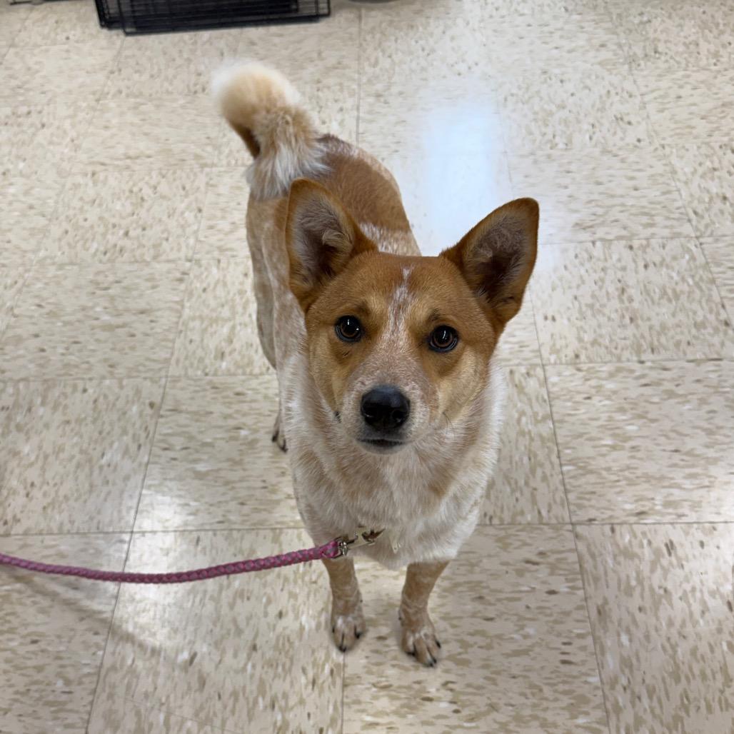 Enlarge Nora, a Adoptable mixed breed in Breese, IL image 2/6