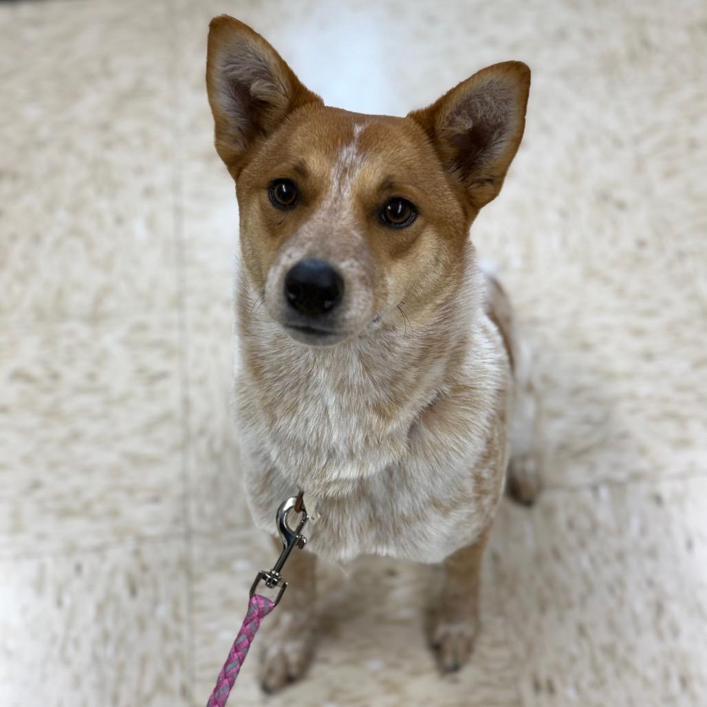 Enlarge Nora, a Adoptable mixed breed in Breese, IL image 3/6