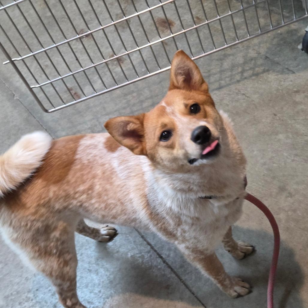 Enlarge Nora, a Adoptable mixed breed in Breese, IL image 4/6