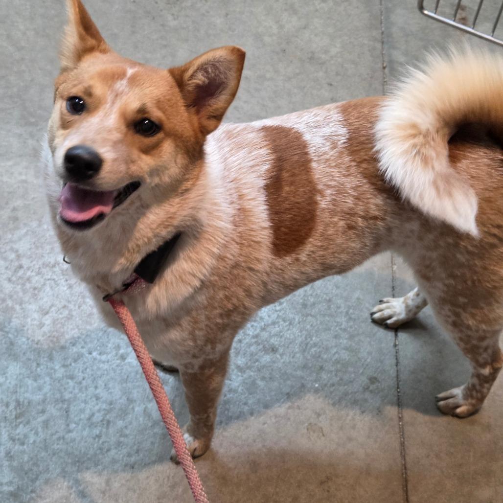 Enlarge Nora, a Adoptable mixed breed in Breese, IL image 5/6