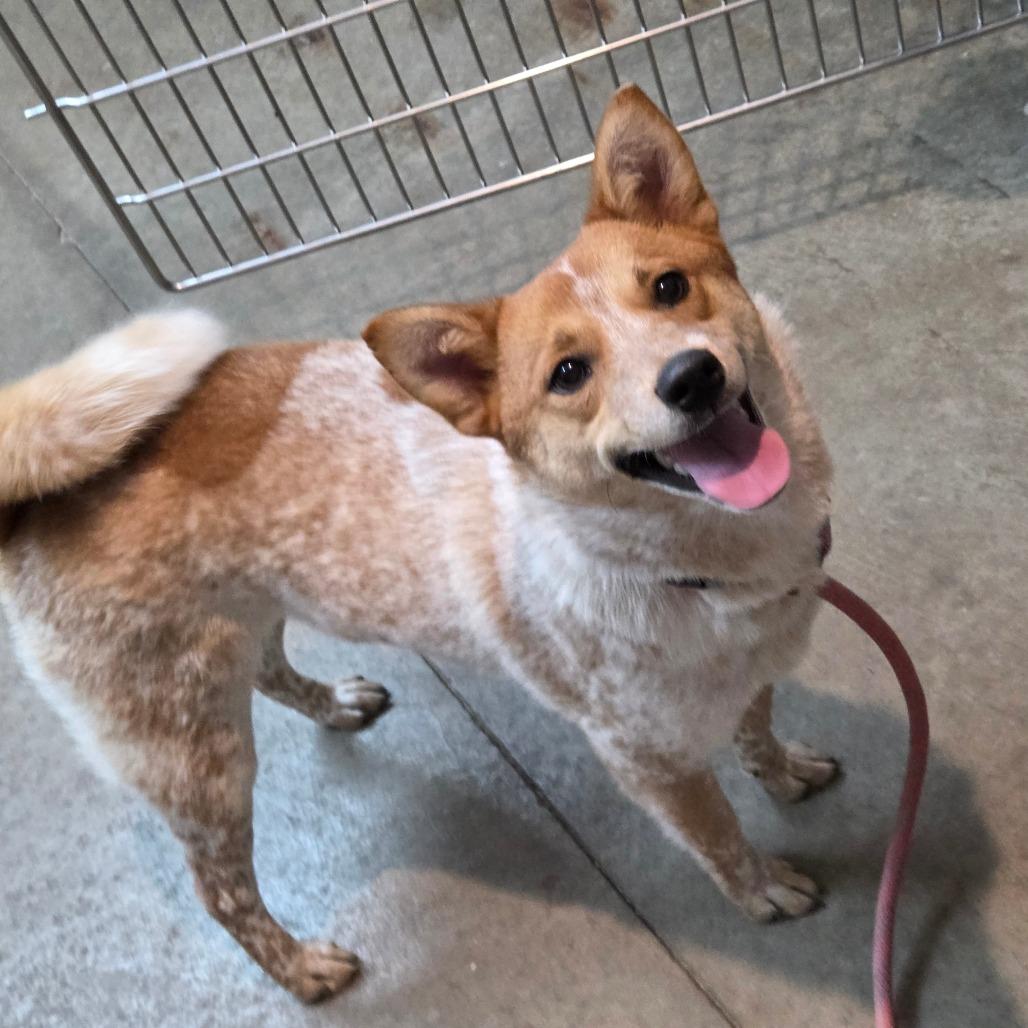 Enlarge Nora, a Adoptable mixed breed in Breese, IL image 6/6