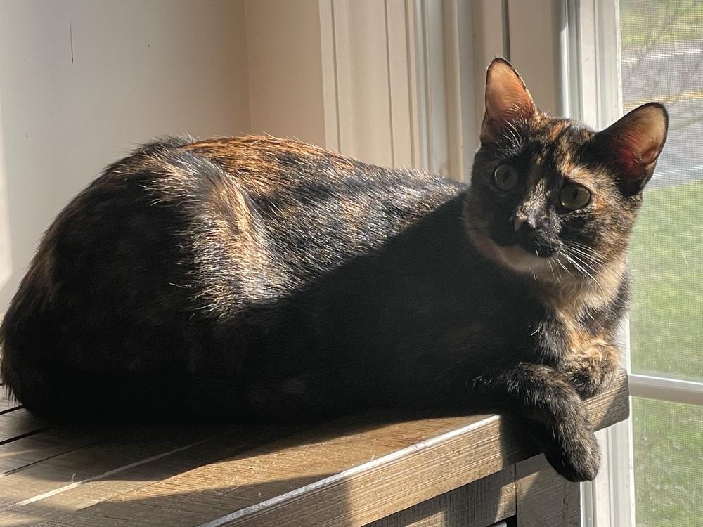 Saga, a Adoptable Domestic Short Hair in Mount Laurel, NJ image 1/5