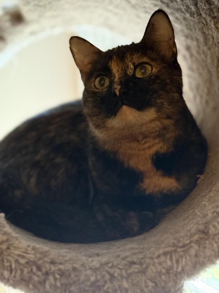 Saga, a Adoptable Domestic Short Hair in Mount Laurel, NJ image 2/5