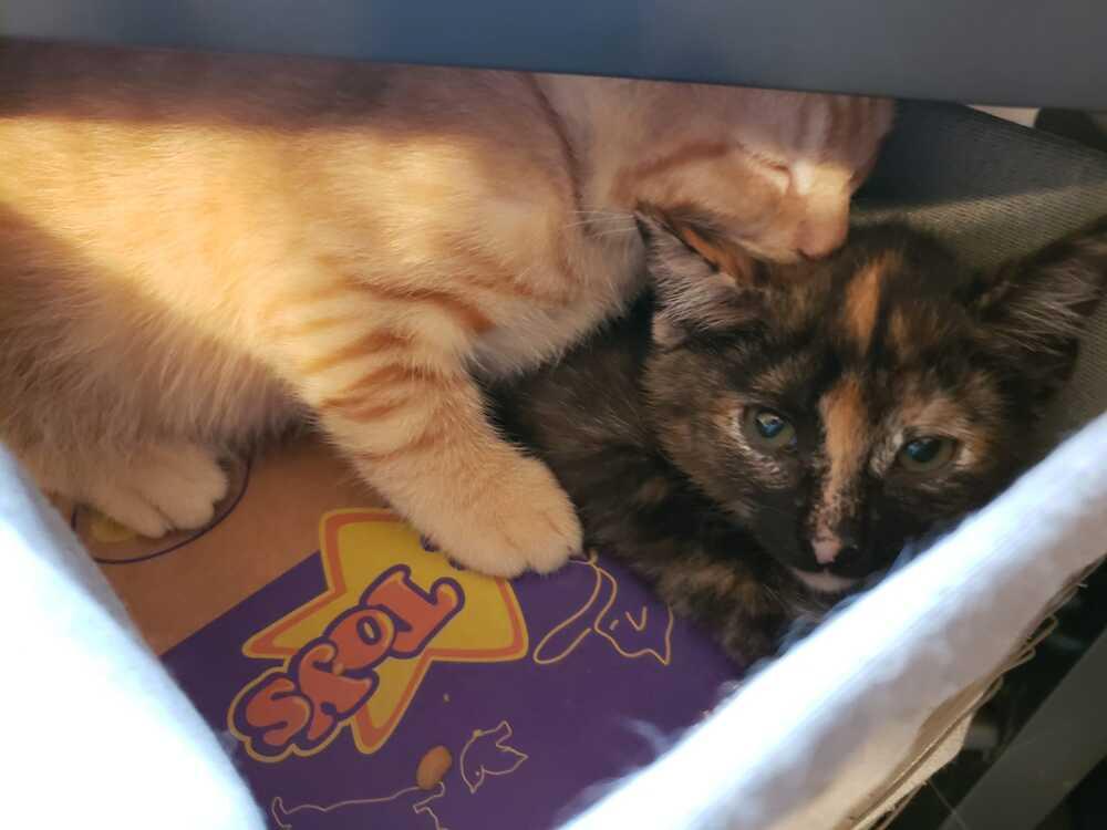 Saga, a Adoptable Domestic Short Hair in Mount Laurel, NJ image 4/5