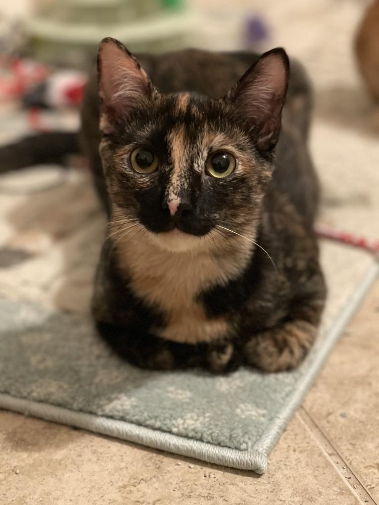 Saga, a Adoptable Domestic Short Hair in Mount Laurel, NJ image 5/5
