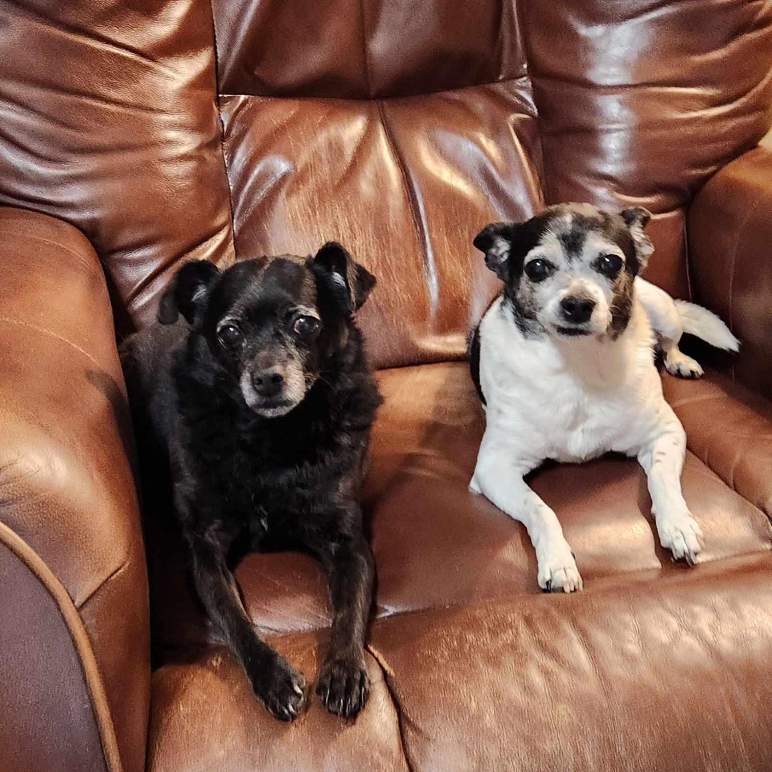 Enlarge Lucy & Manny, a Adoptable Chihuahua in Bartlett, TN image 1/5