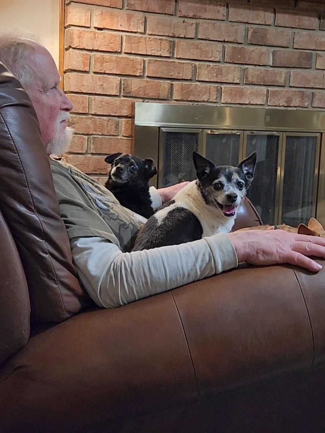 Enlarge Lucy & Manny, a Adoptable Chihuahua in Bartlett, TN image 4/5