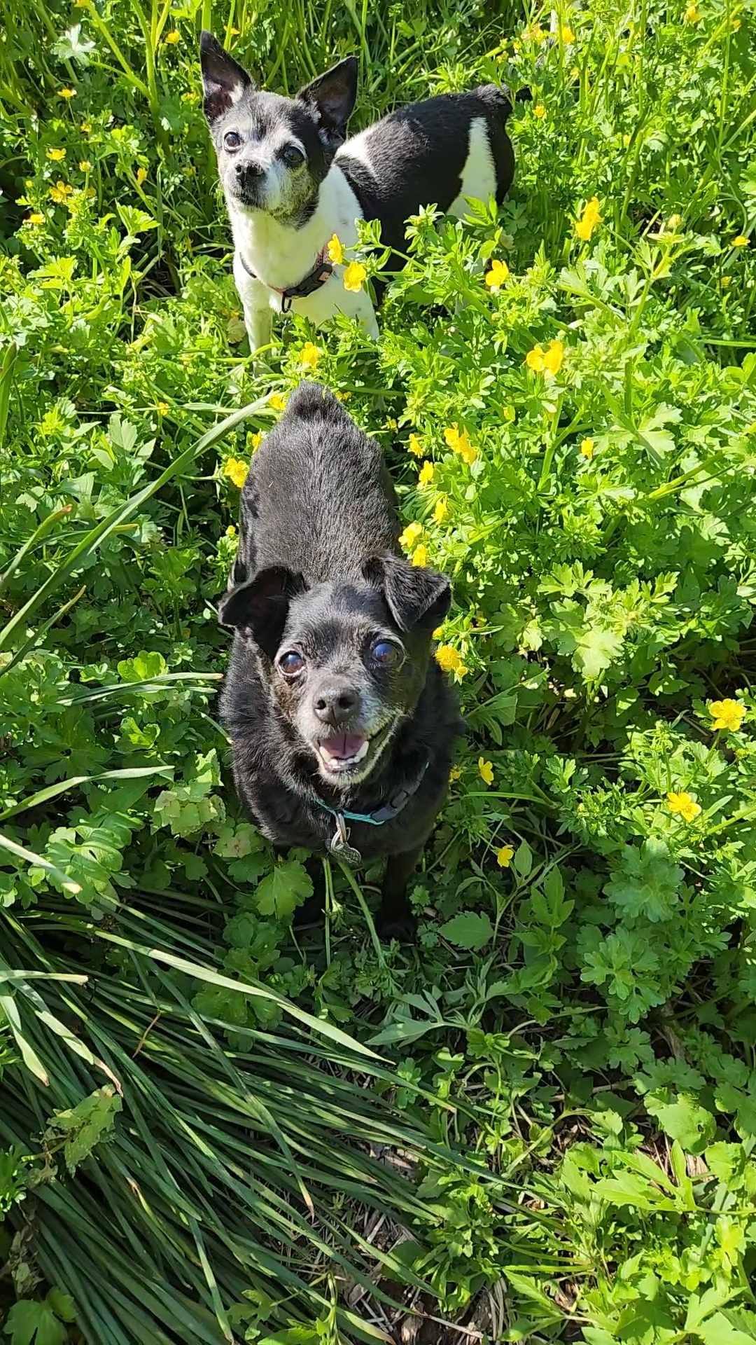 Enlarge Lucy & Manny, a Adoptable Chihuahua in Bartlett, TN image 3/5