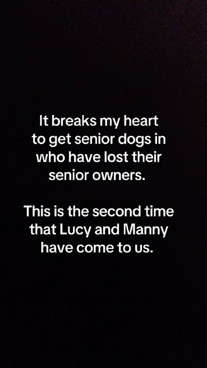 Enlarge Lucy & Manny, a Adoptable Chihuahua in Bartlett, TN video 2/5