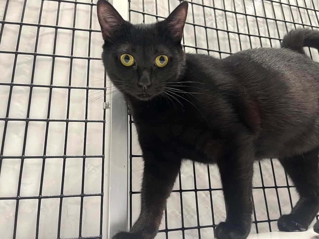 Jayda, Adoptable, Kitten Female Domestic Short Hair.