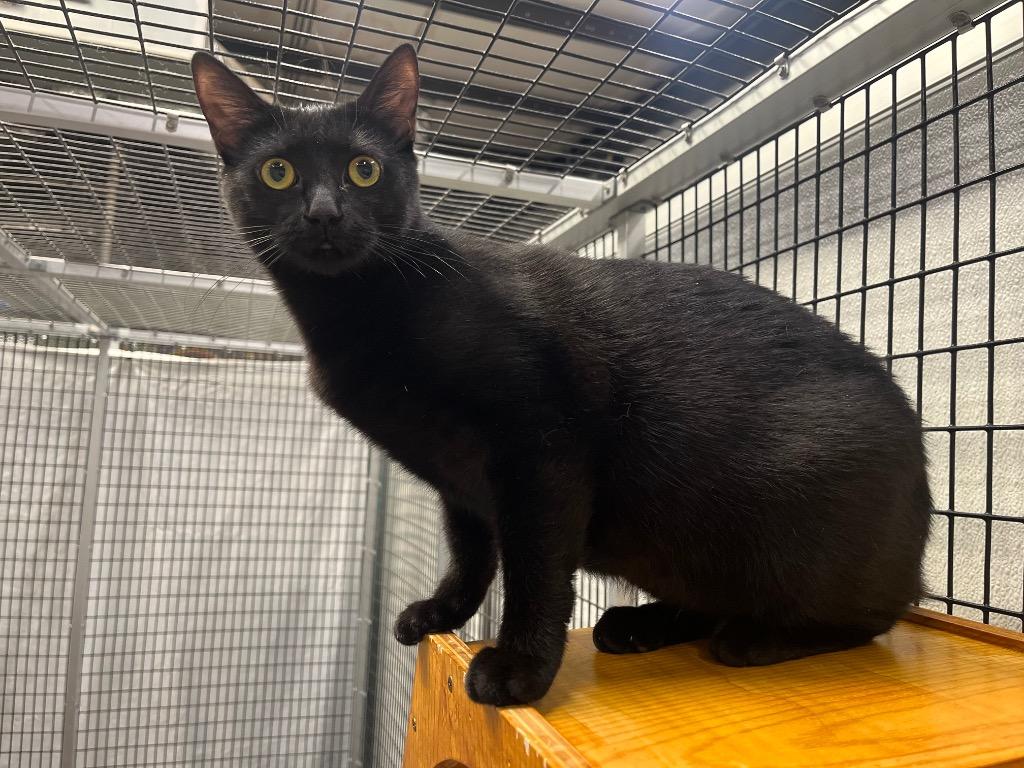 Enlarge Jayda, a Adoptable mixed breed in Raleigh, NC image 2/5