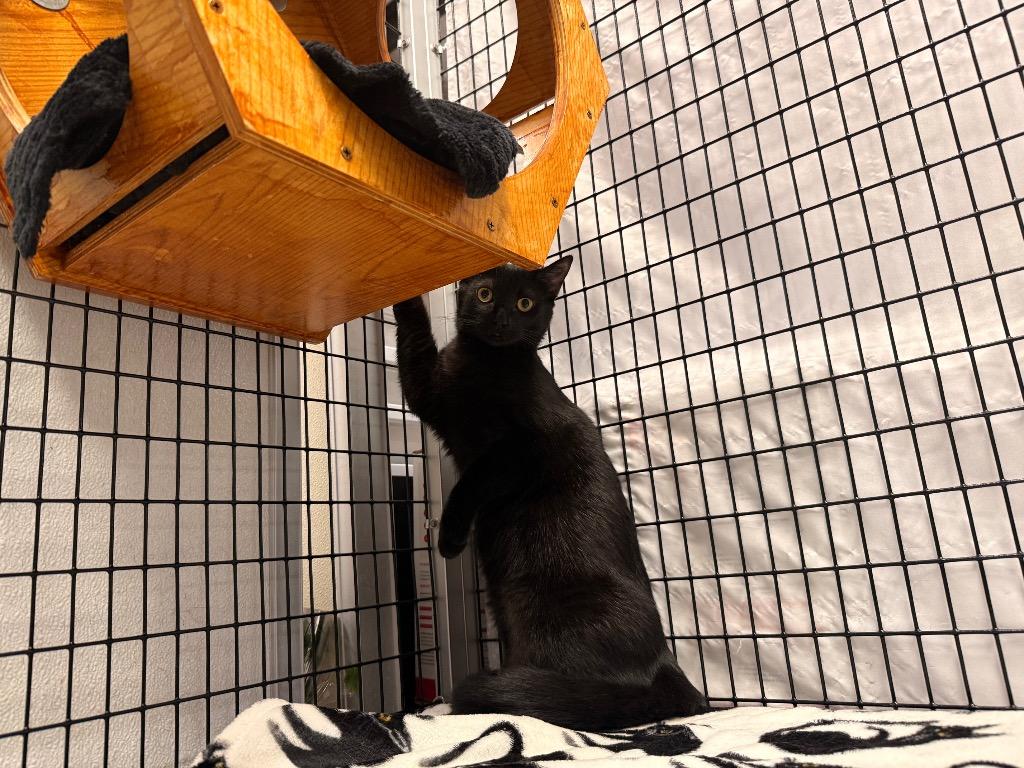 Enlarge Jayda, a Adoptable mixed breed in Raleigh, NC image 1/2