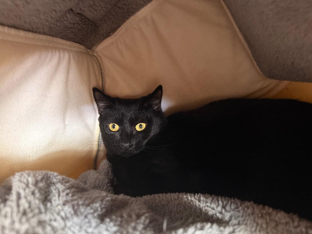 Enlarge Jayda, a Adoptable mixed breed in Raleigh, NC image 2/2