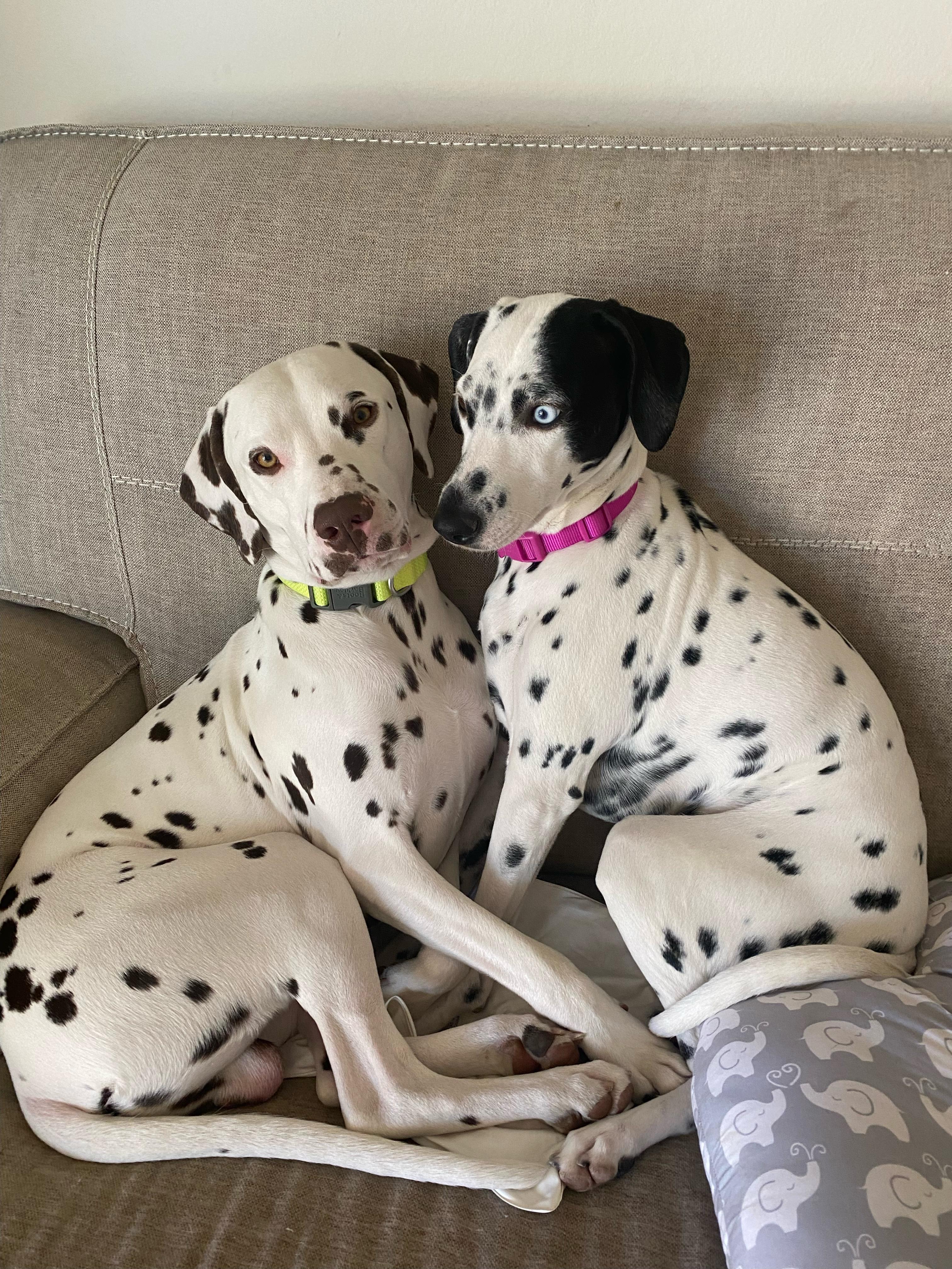 Enlarge Kash & Kylie, a Adoptable Dalmatian in San Diego, CA image 1/2