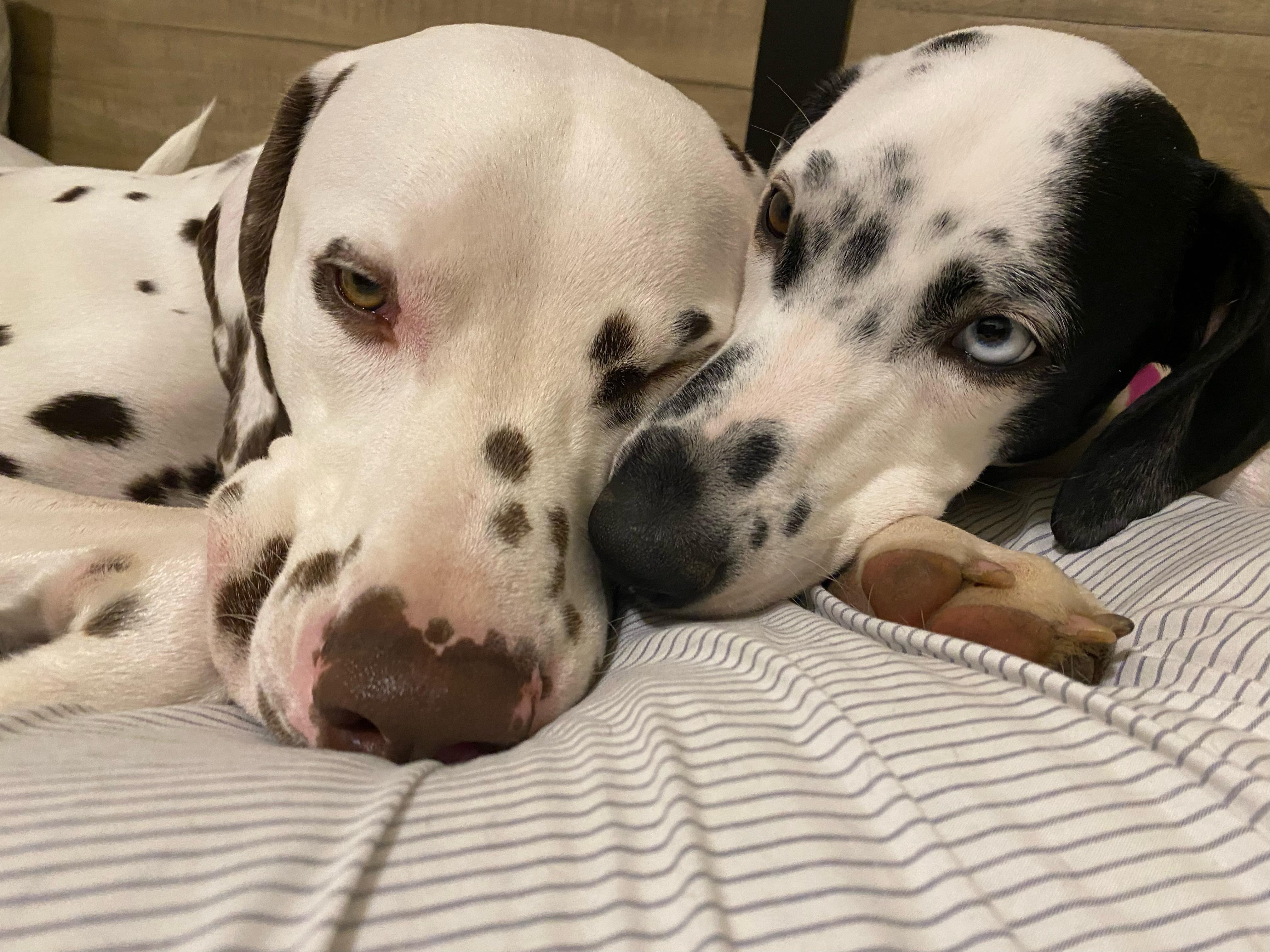 Enlarge Kash & Kylie, a Adoptable Dalmatian in San Diego, CA image 2/2