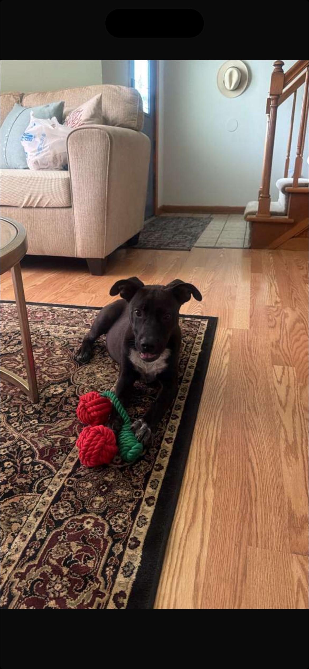 Enlarge Bella, a Adoptable mixed breed in Cincinnati , OH image 4/4