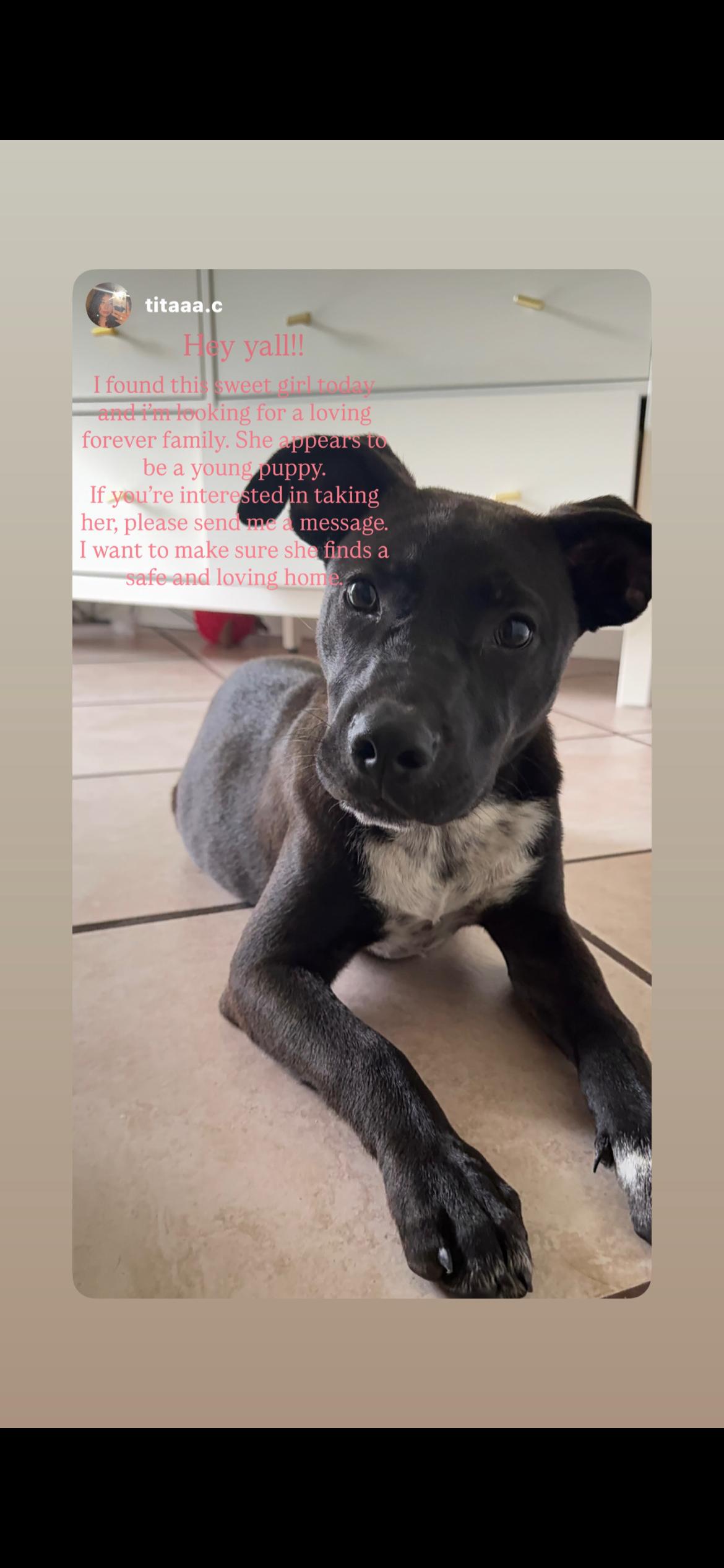 Enlarge Bella, a Adoptable mixed breed in Cincinnati , OH image 2/4
