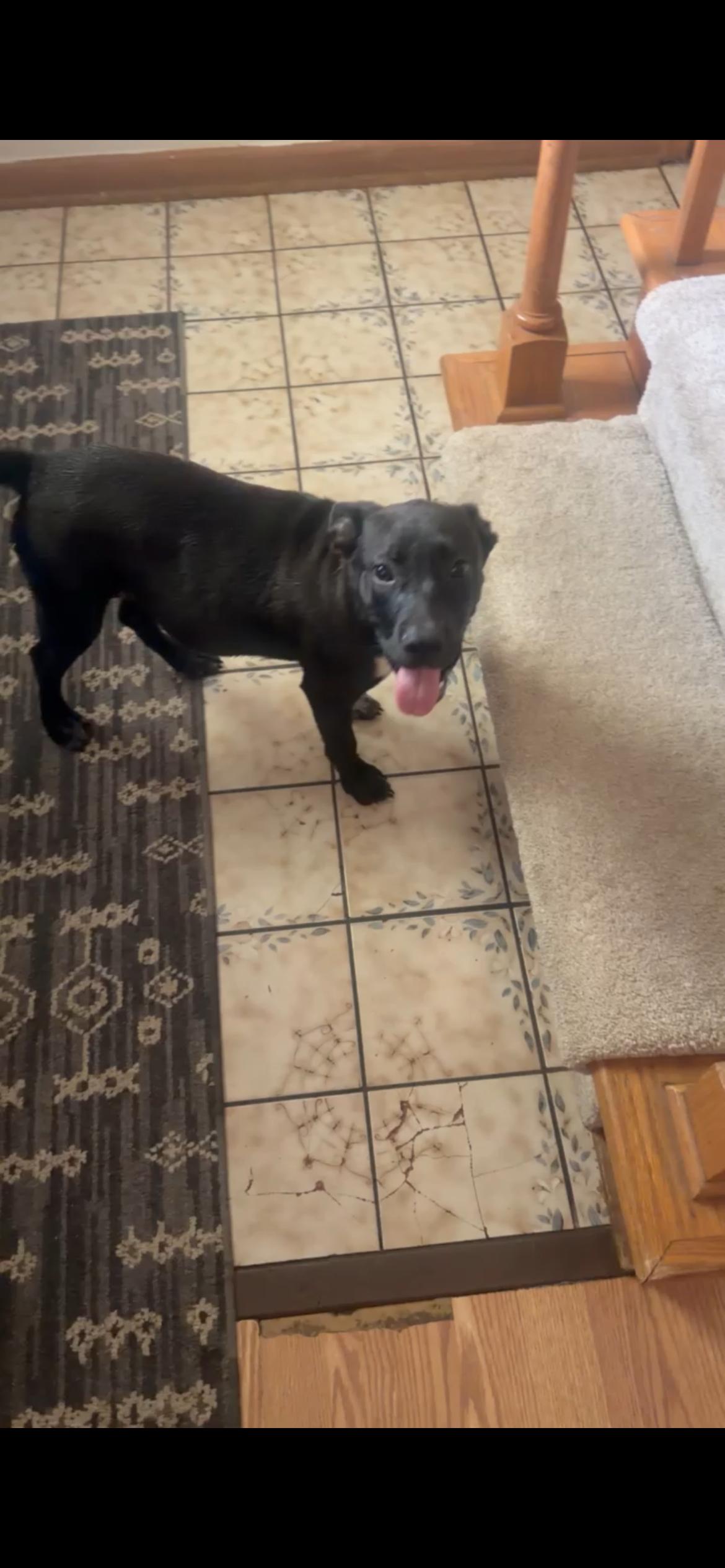 Enlarge Bella, a Adoptable mixed breed in Cincinnati , OH image 3/4