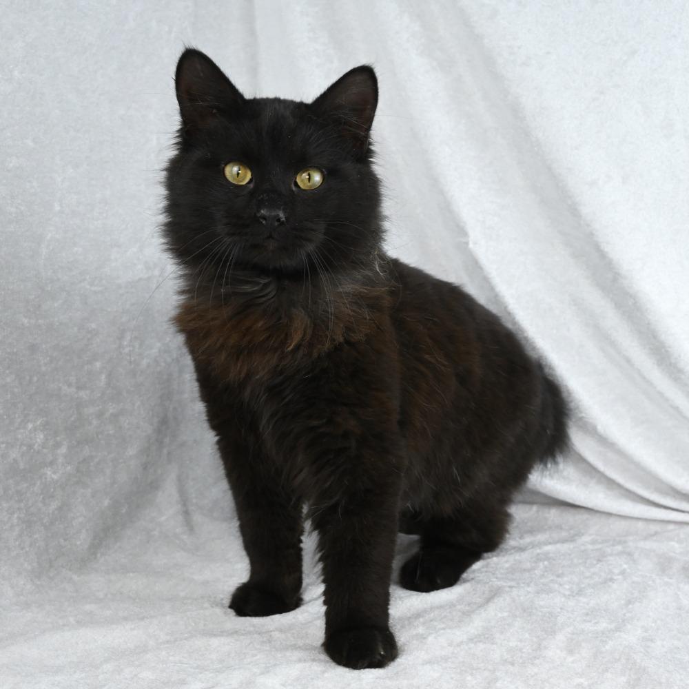 Rascal, Adoptable, Young Male Domestic Long Hair.