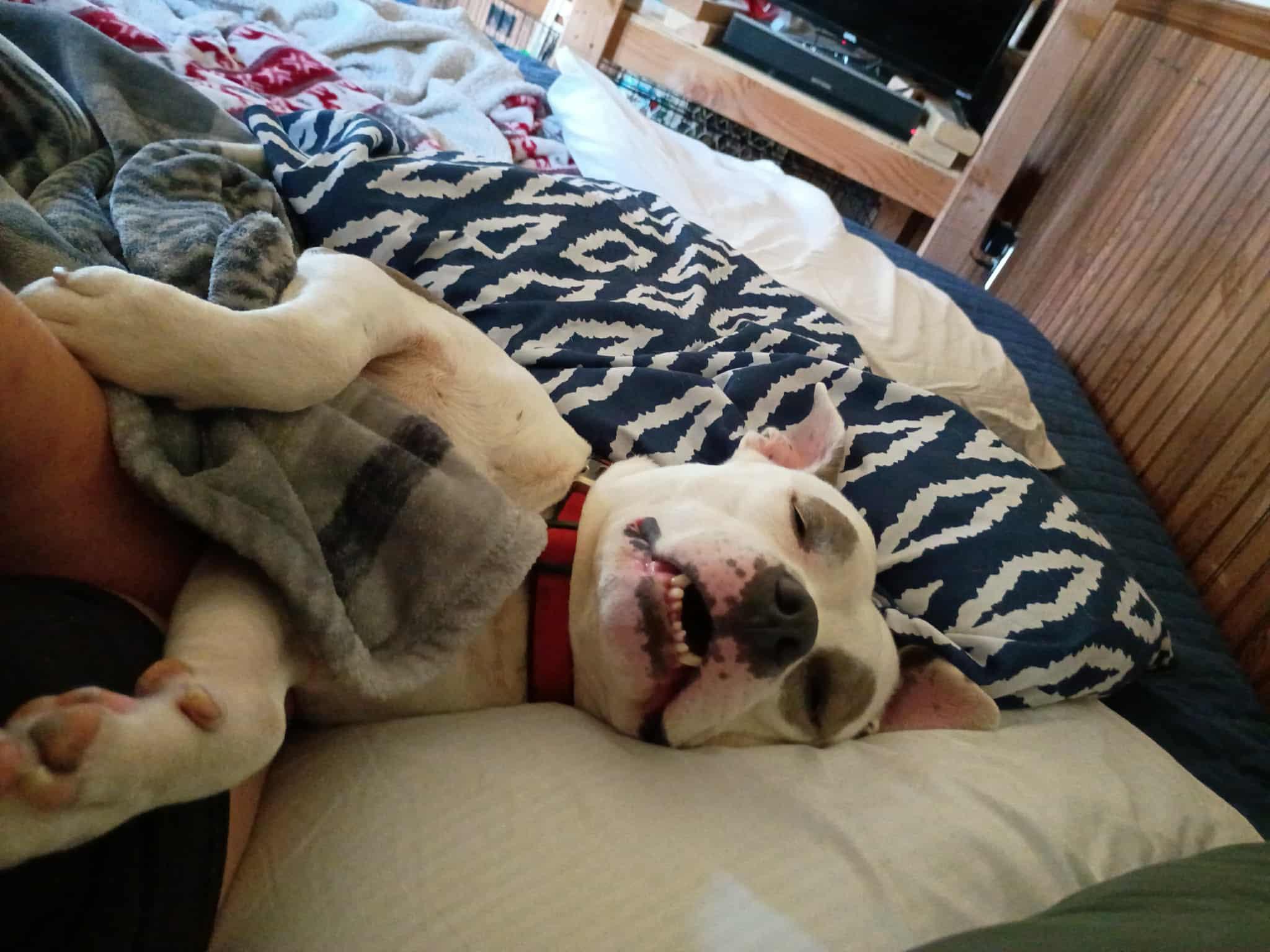 Pocket Petey - Pending Adoption, Adoptable, Young Male Pit Bull Terrier.