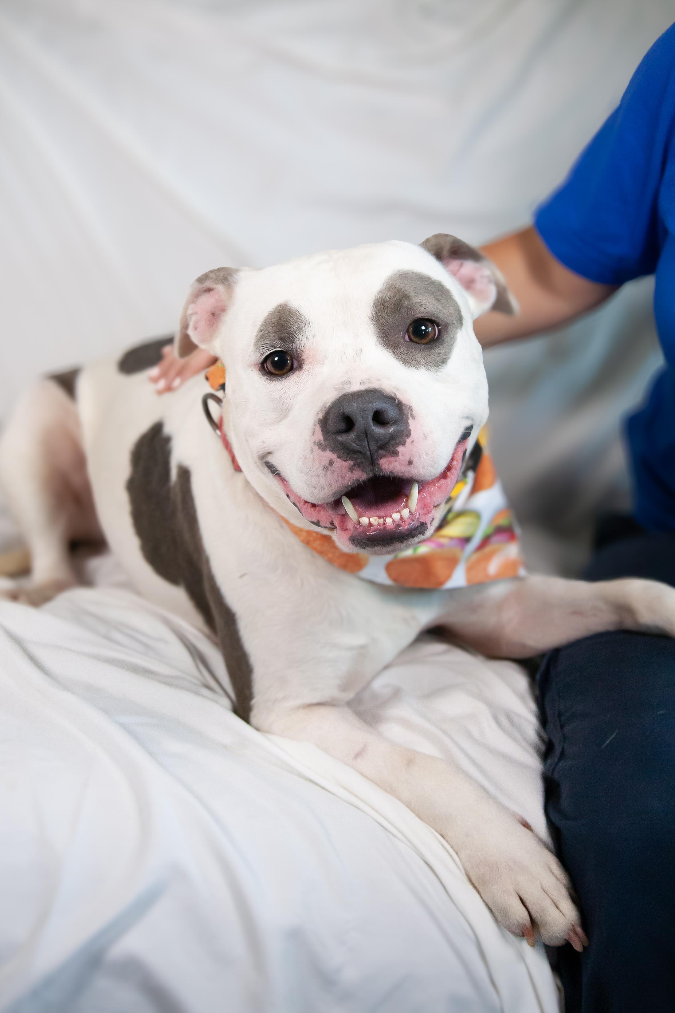 Pocket Petey - Pending Adoption, a Adoptable Pit Bull Terrier in Nashville, TN image 2/6