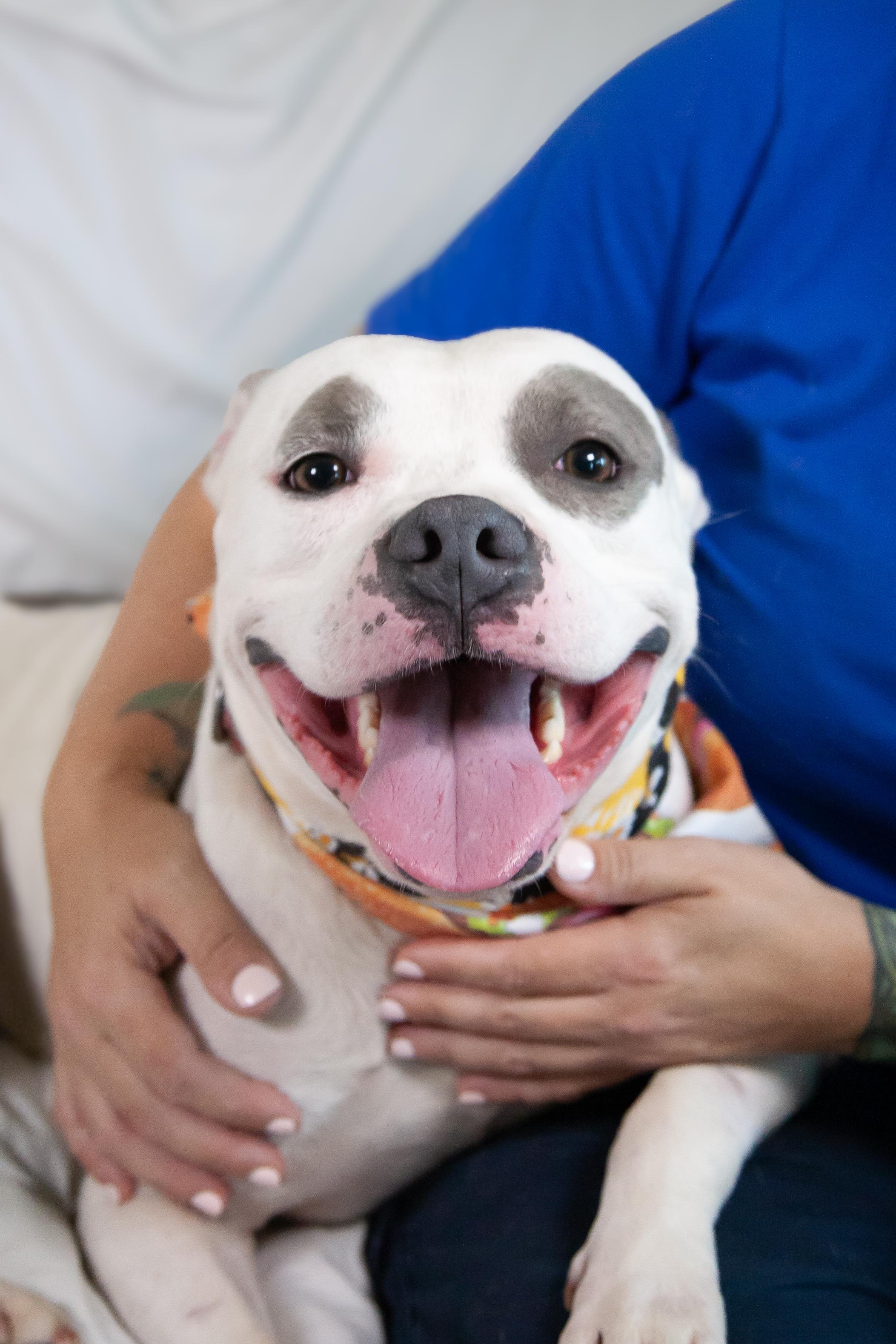 Pocket Petey - Pending Adoption, a Adoptable Pit Bull Terrier in Nashville, TN image 4/6