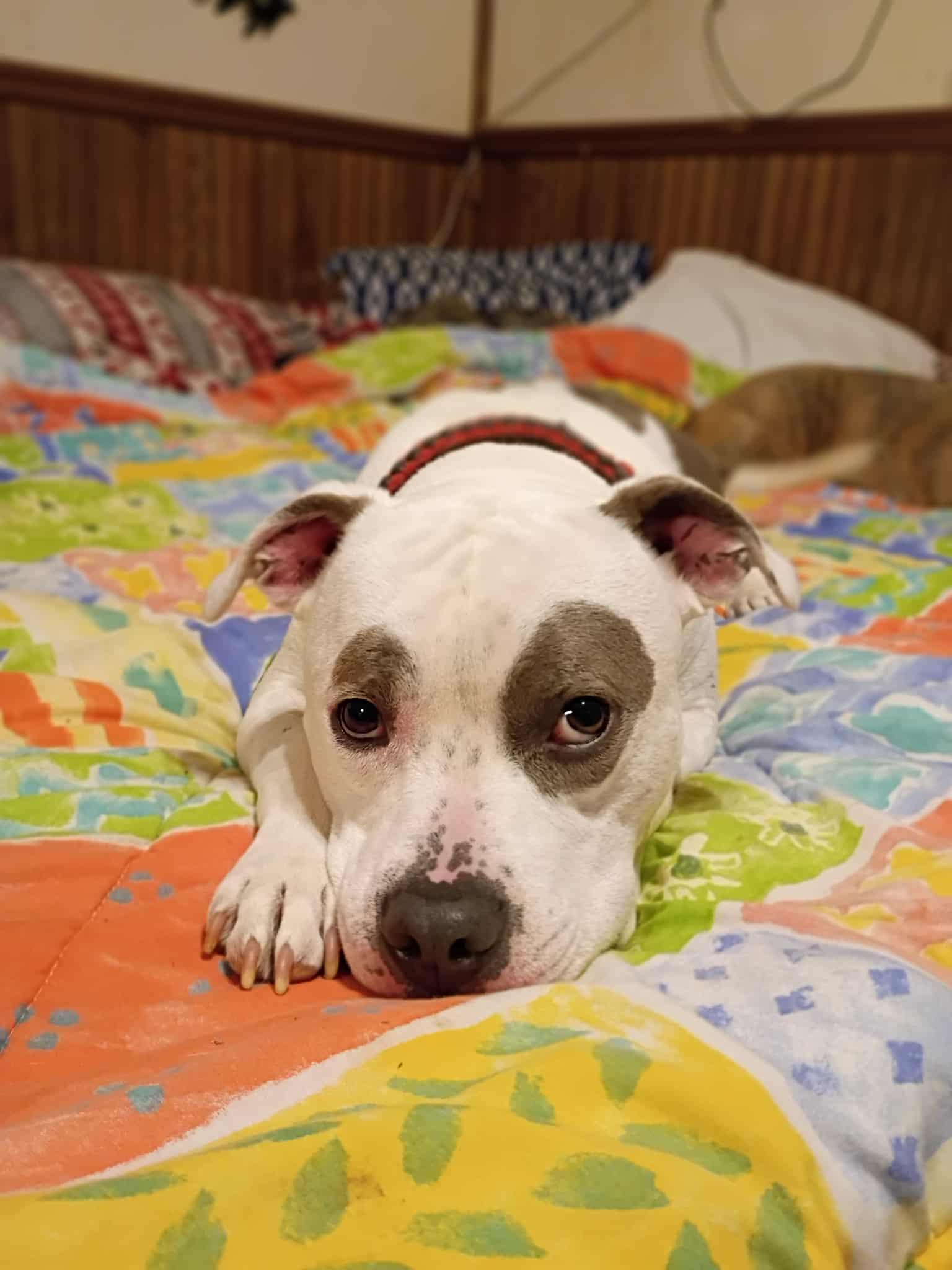 Pocket Petey - Pending Adoption, a Adoptable Pit Bull Terrier in Nashville, TN image 3/6
